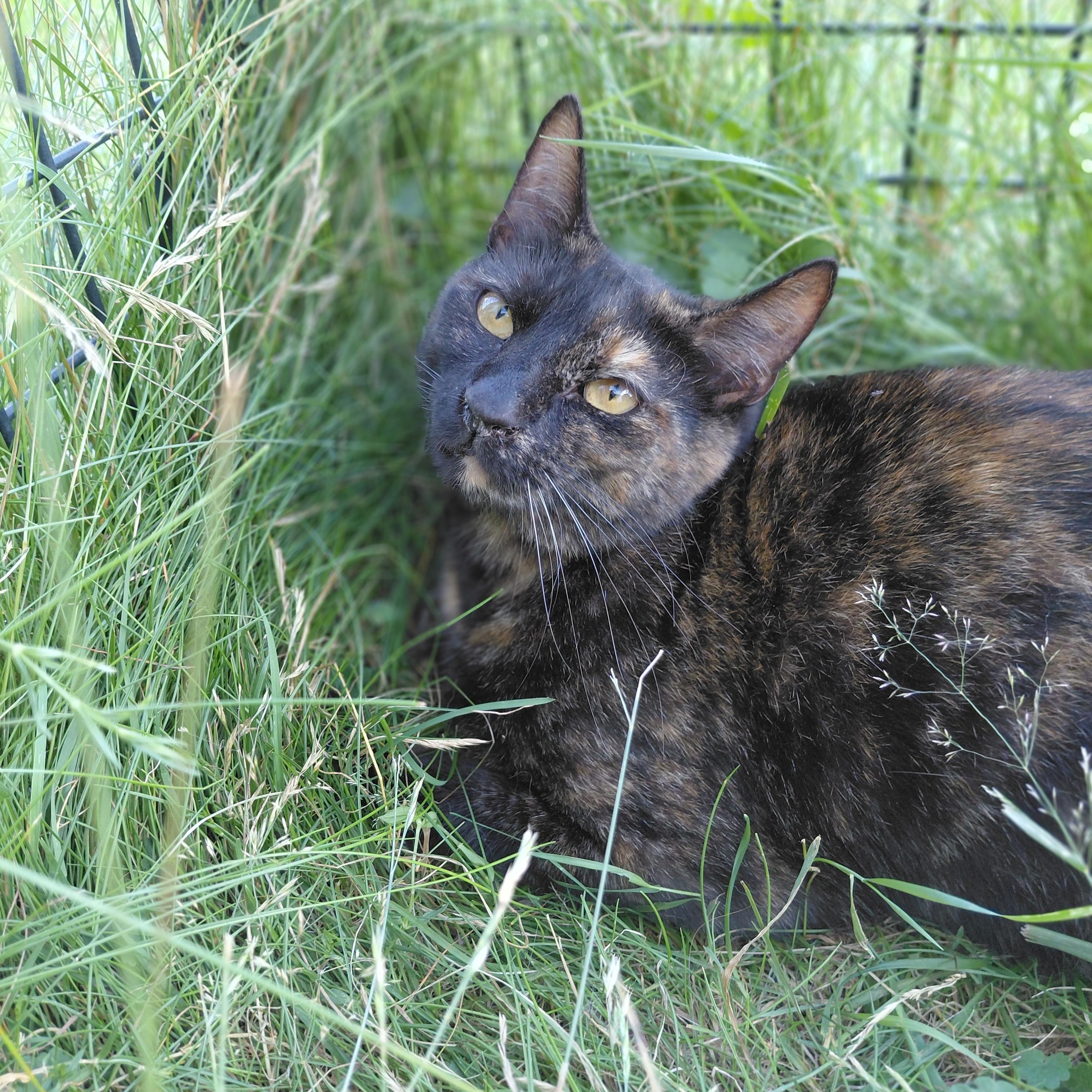 Cinnamon, a ADOPTABLE Domestic Short Hair in Littleton, NH image 1/6