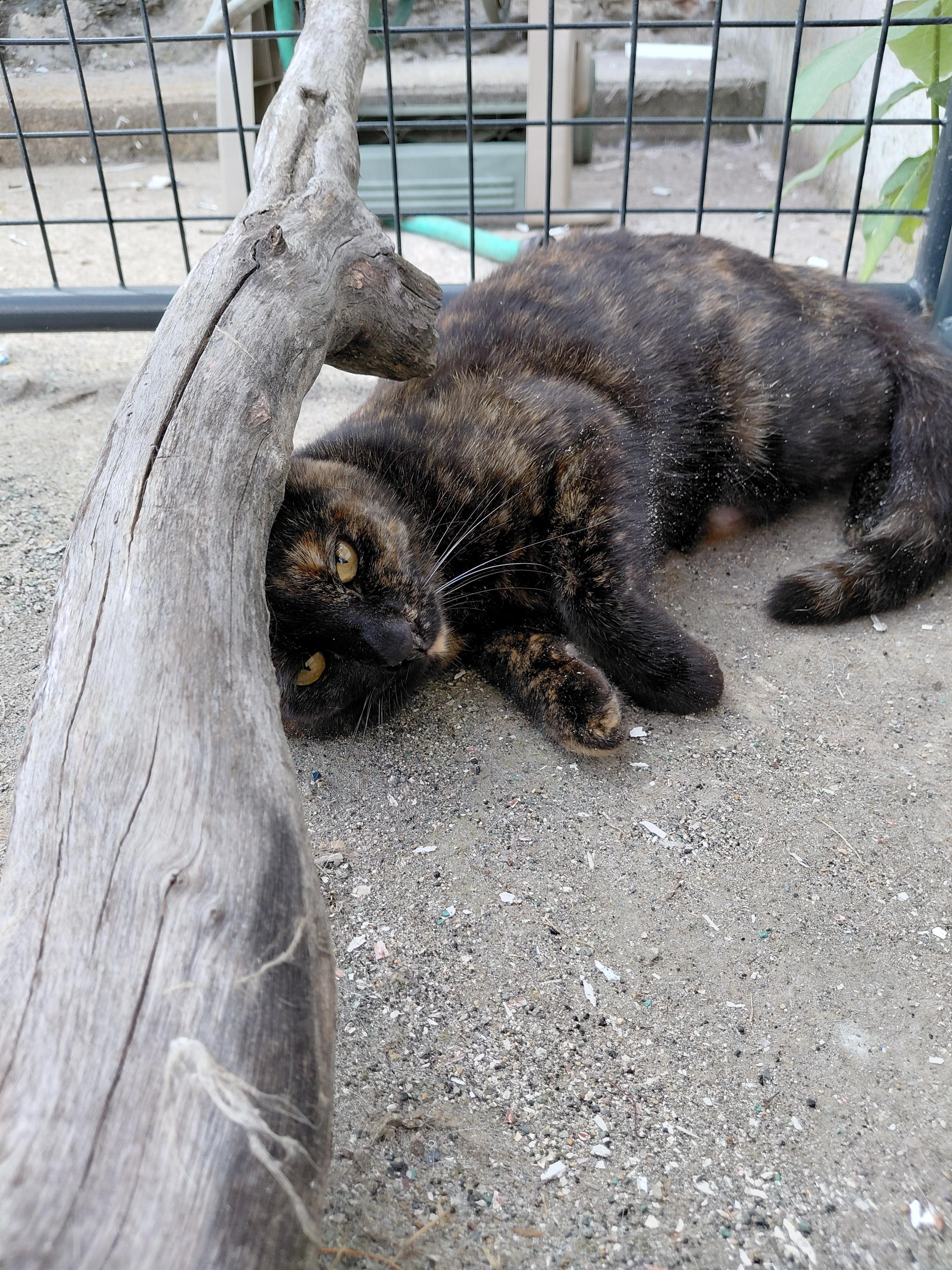 Cinnamon, a ADOPTABLE Domestic Short Hair in Littleton, NH image 6/6