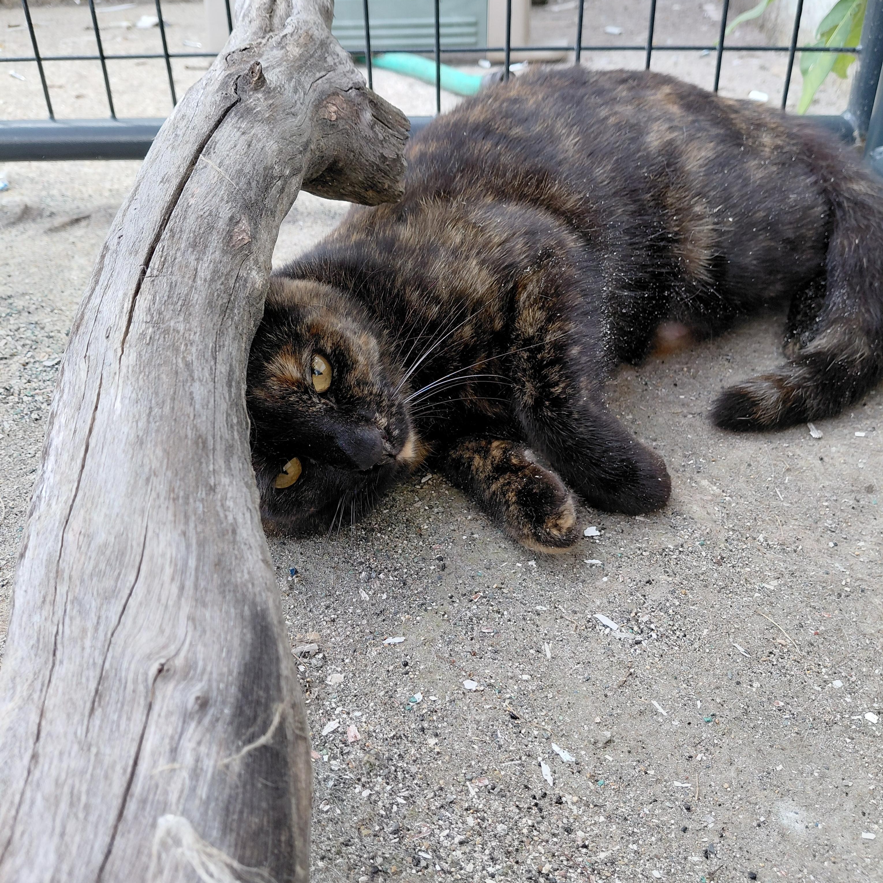 Cinnamon, a ADOPTABLE Domestic Short Hair in Littleton, NH image 2/6