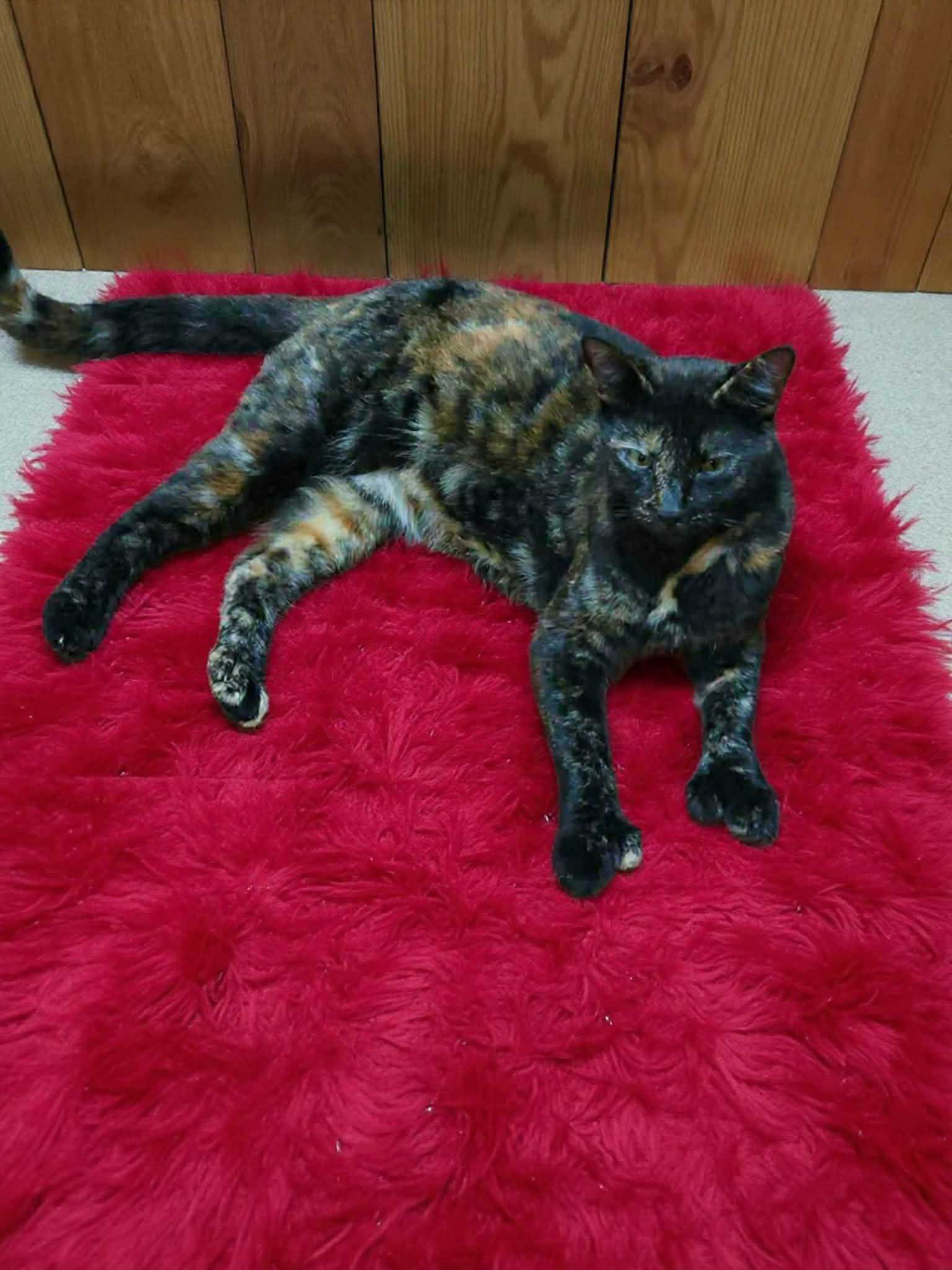 Enlarge Twinkle Toes, a ADOPTABLE mixed breed in Reno, NV image 2/2