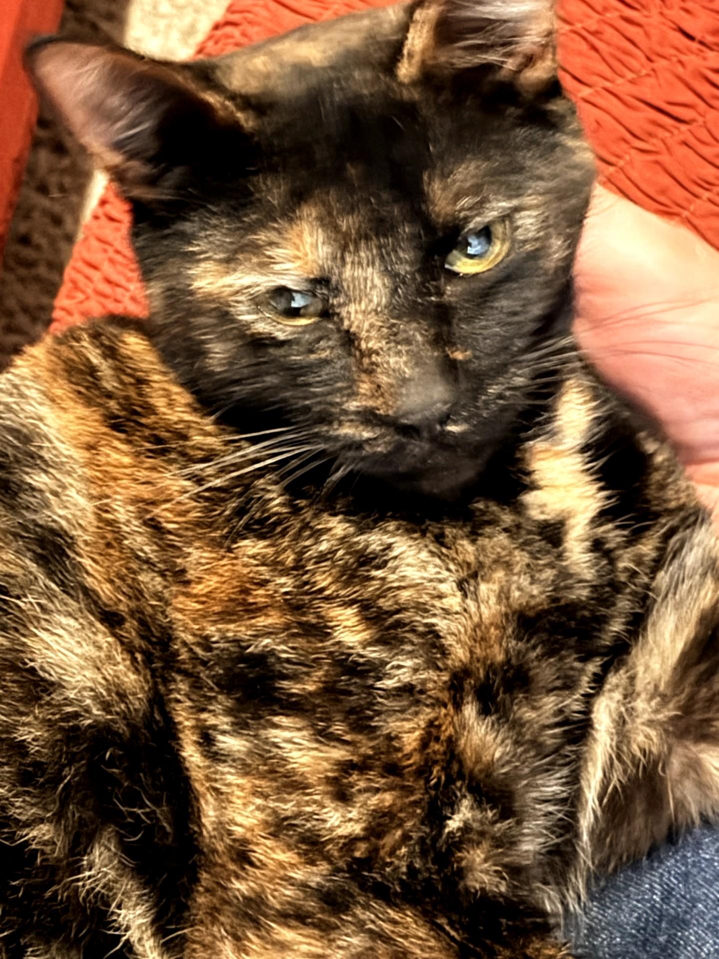 Enlarge Twinkle Toes, a ADOPTABLE mixed breed in Reno, NV image 1/2