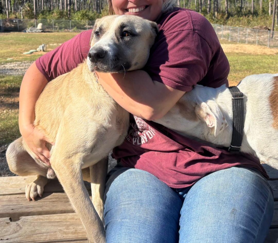 Enlarge Ringo, a Adoptable mixed breed in Sunset Valley, TX image 4/5