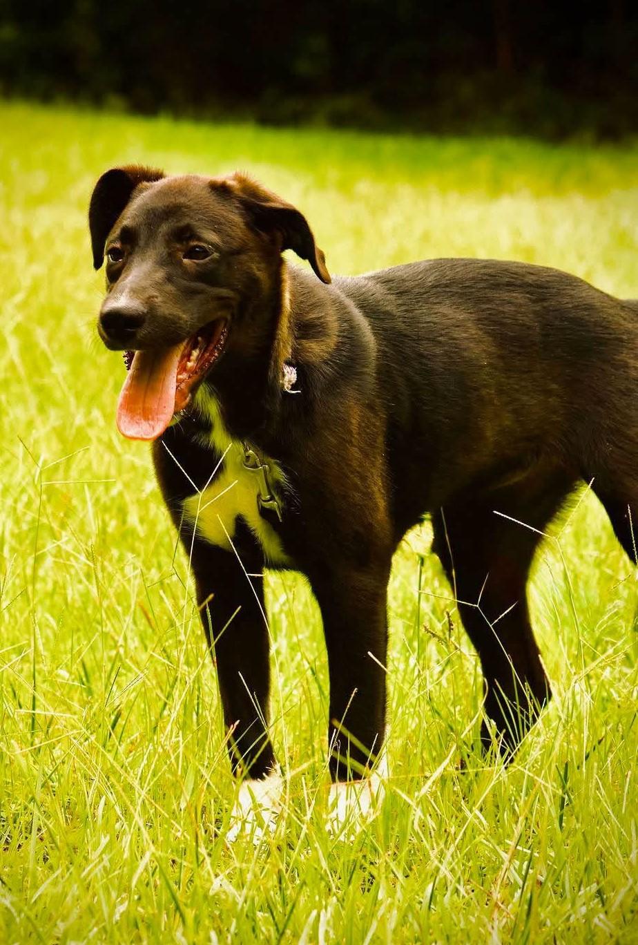 Flower, Adoptable, Puppy Female Labrador Retriever.