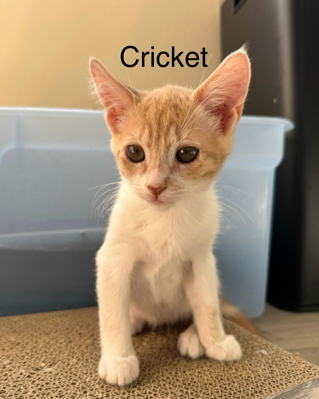 Cricket