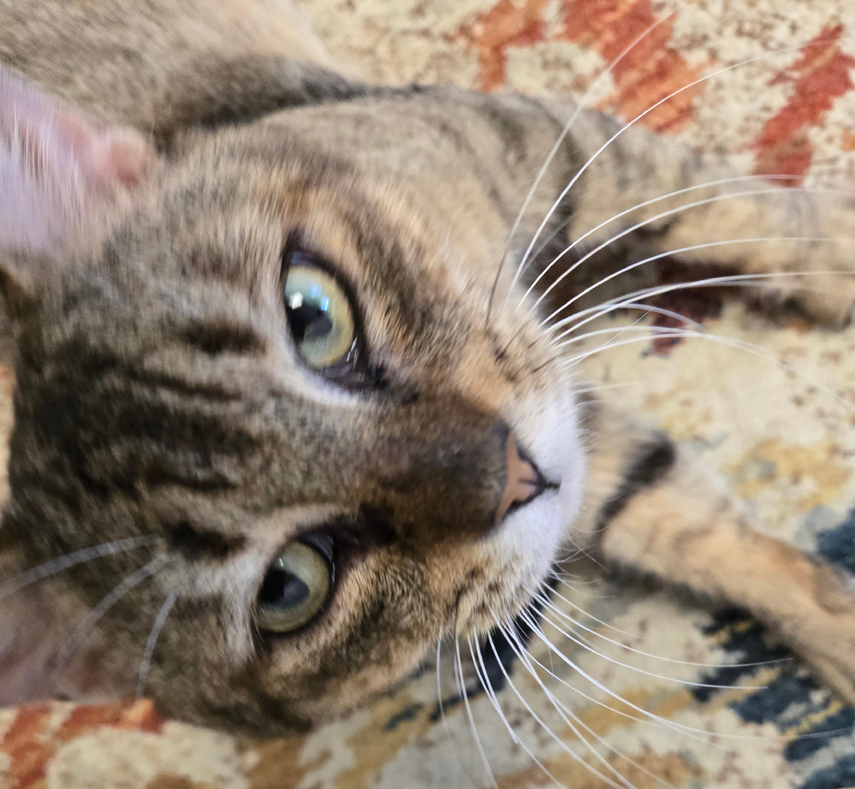 Jerry, a ADOPTABLE Tabby in Milford, CT image 1/6