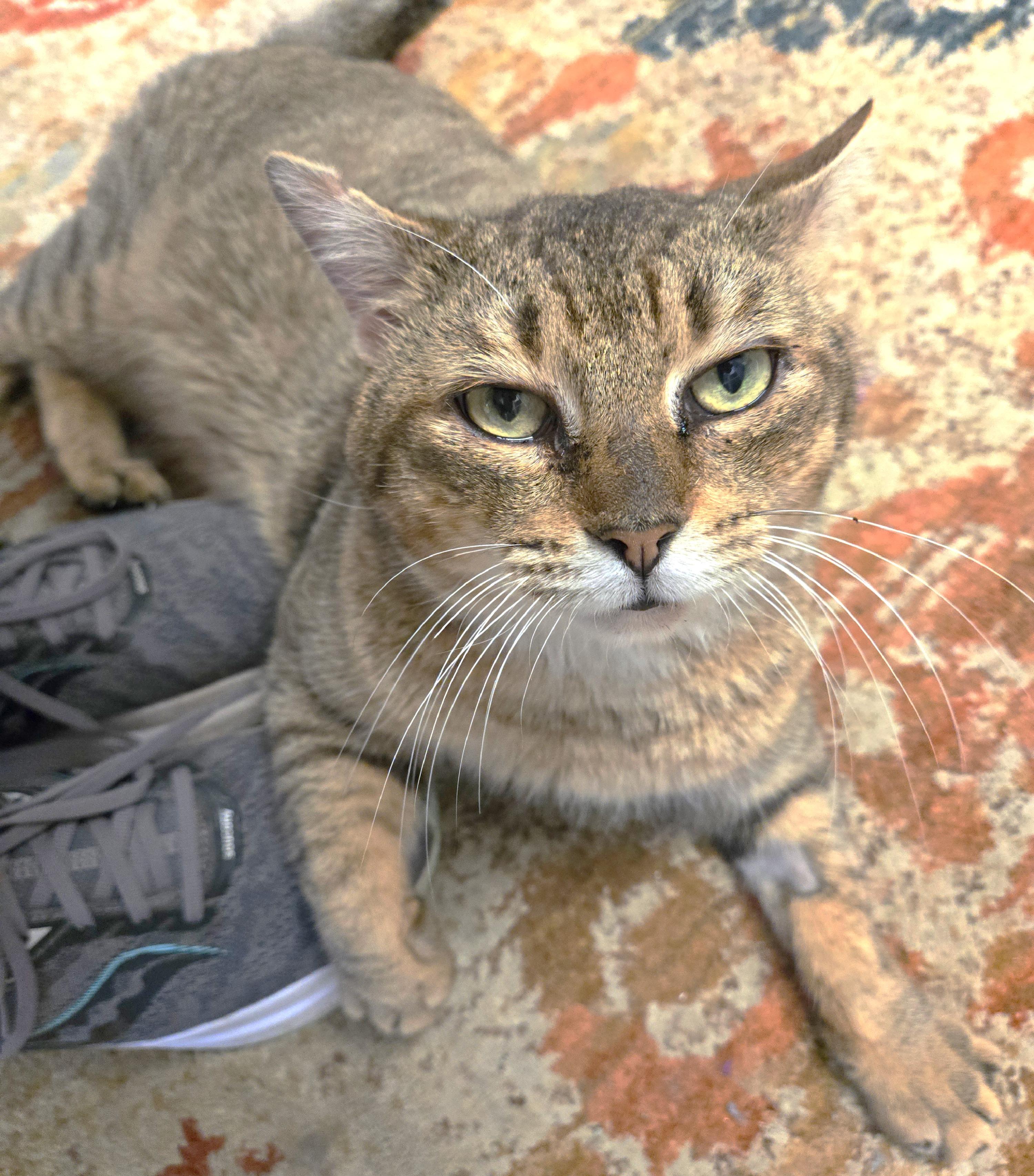 Jerry, a ADOPTABLE Tabby in Milford, CT image 4/6