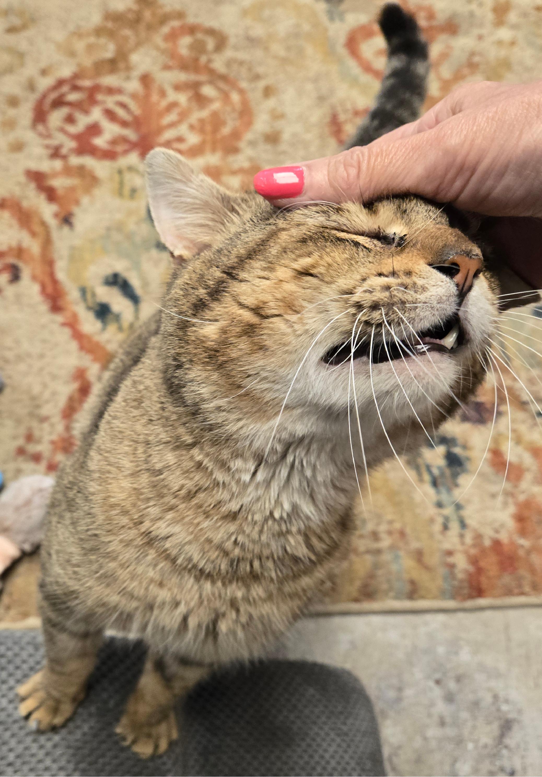 Jerry, a ADOPTABLE Tabby in Milford, CT image 3/6