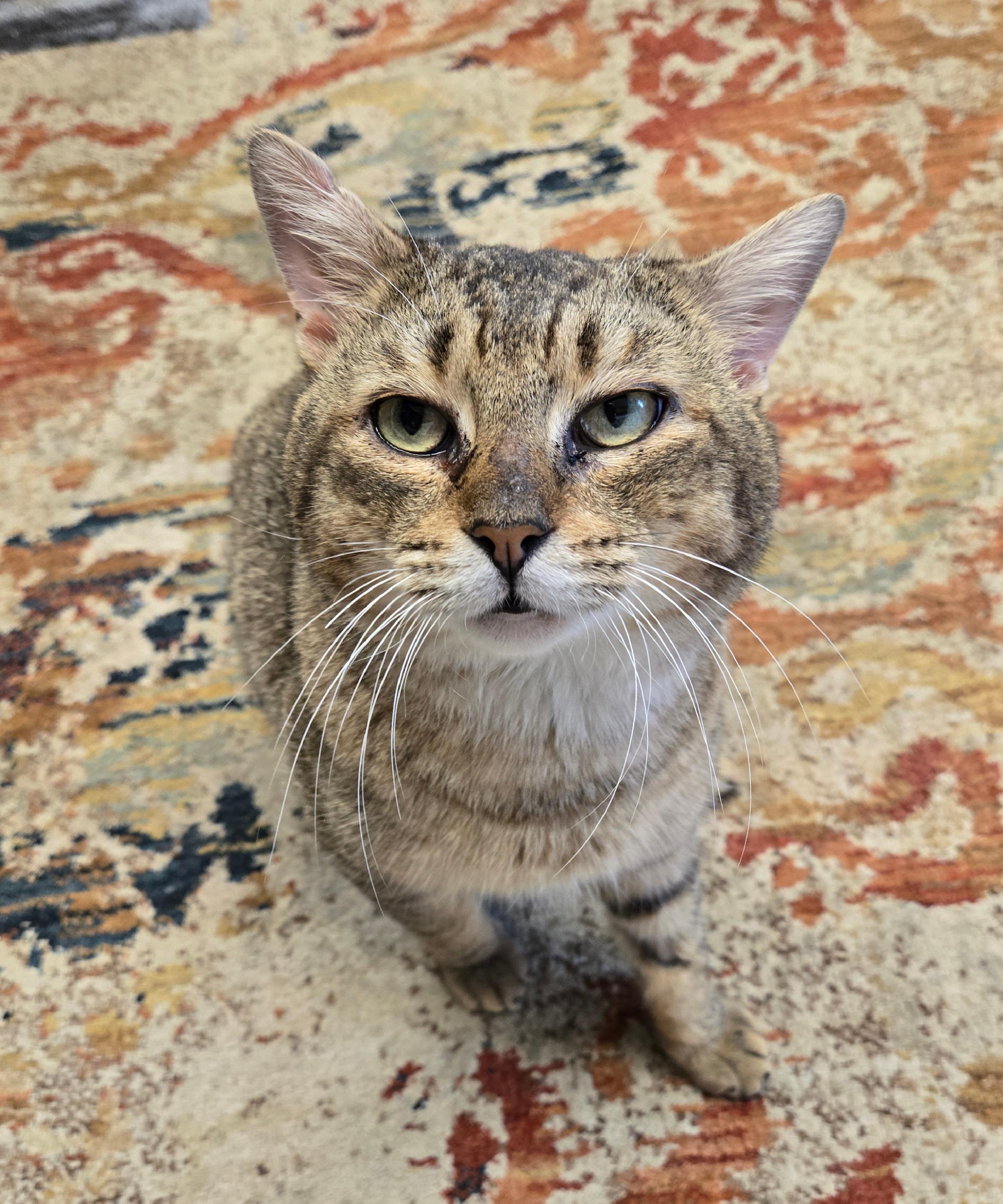 Jerry, a ADOPTABLE Tabby in Milford, CT image 5/6