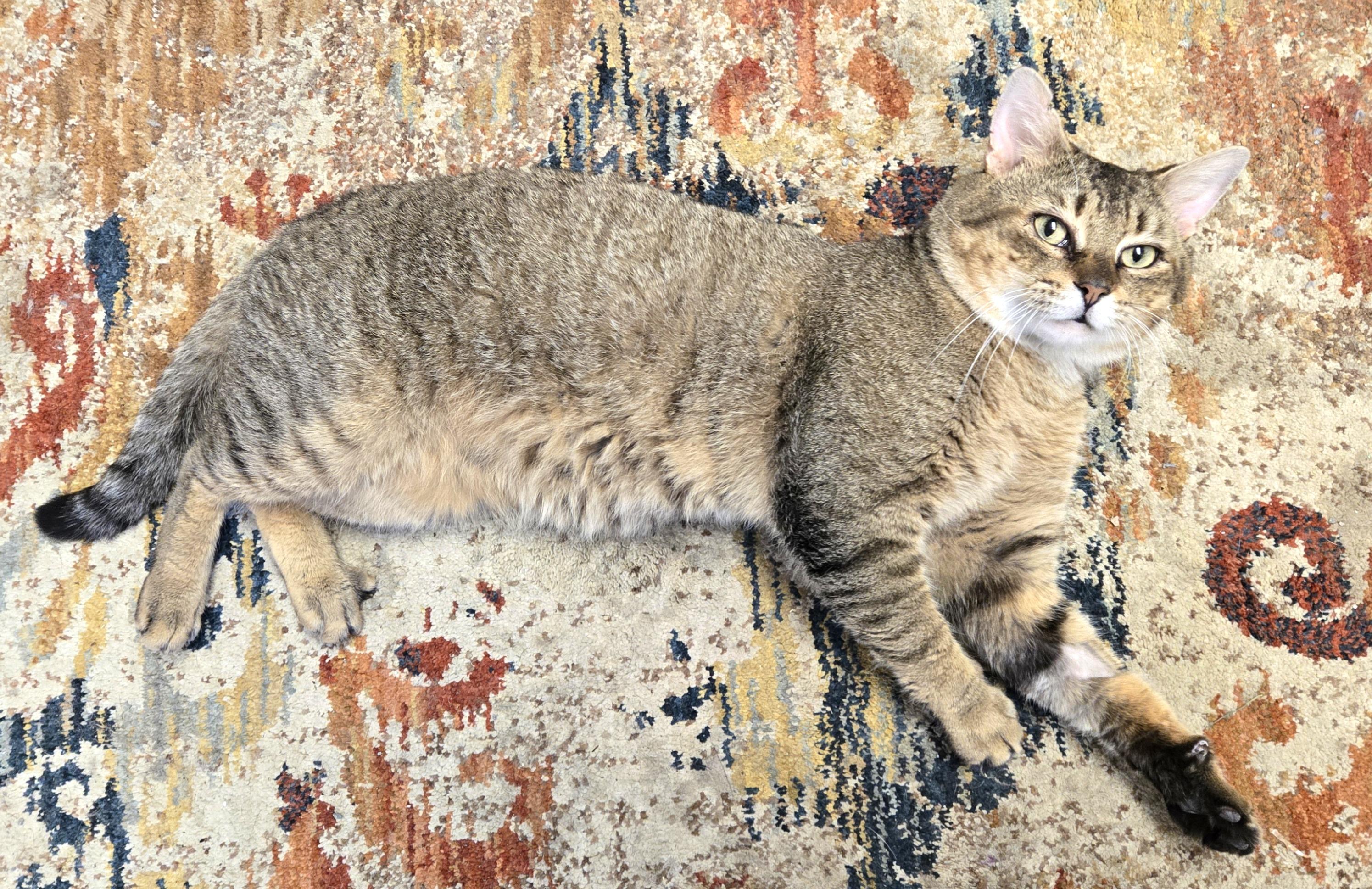 Jerry, a ADOPTABLE Tabby in Milford, CT image 2/6