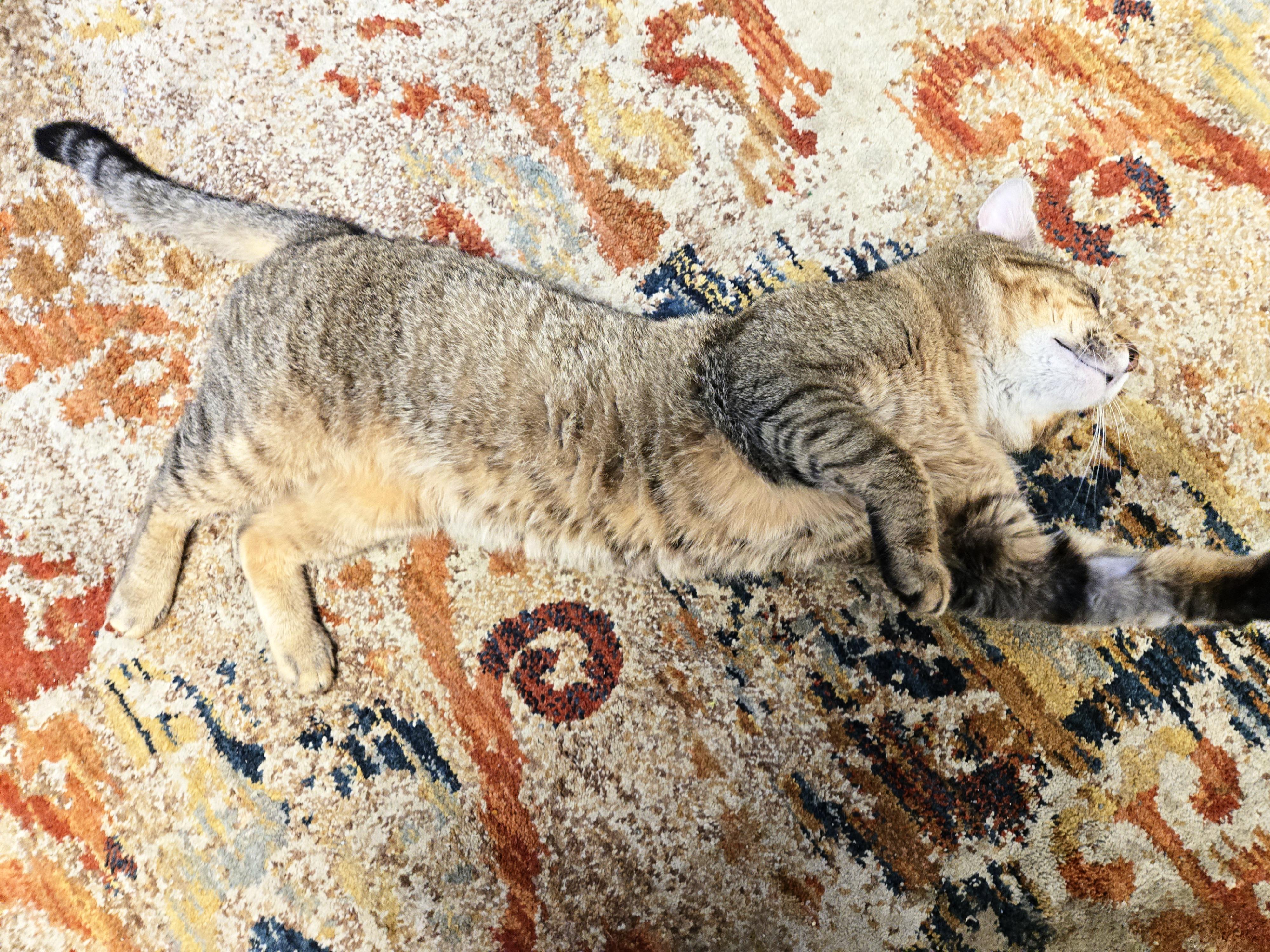 Jerry, a ADOPTABLE Tabby in Milford, CT image 6/6
