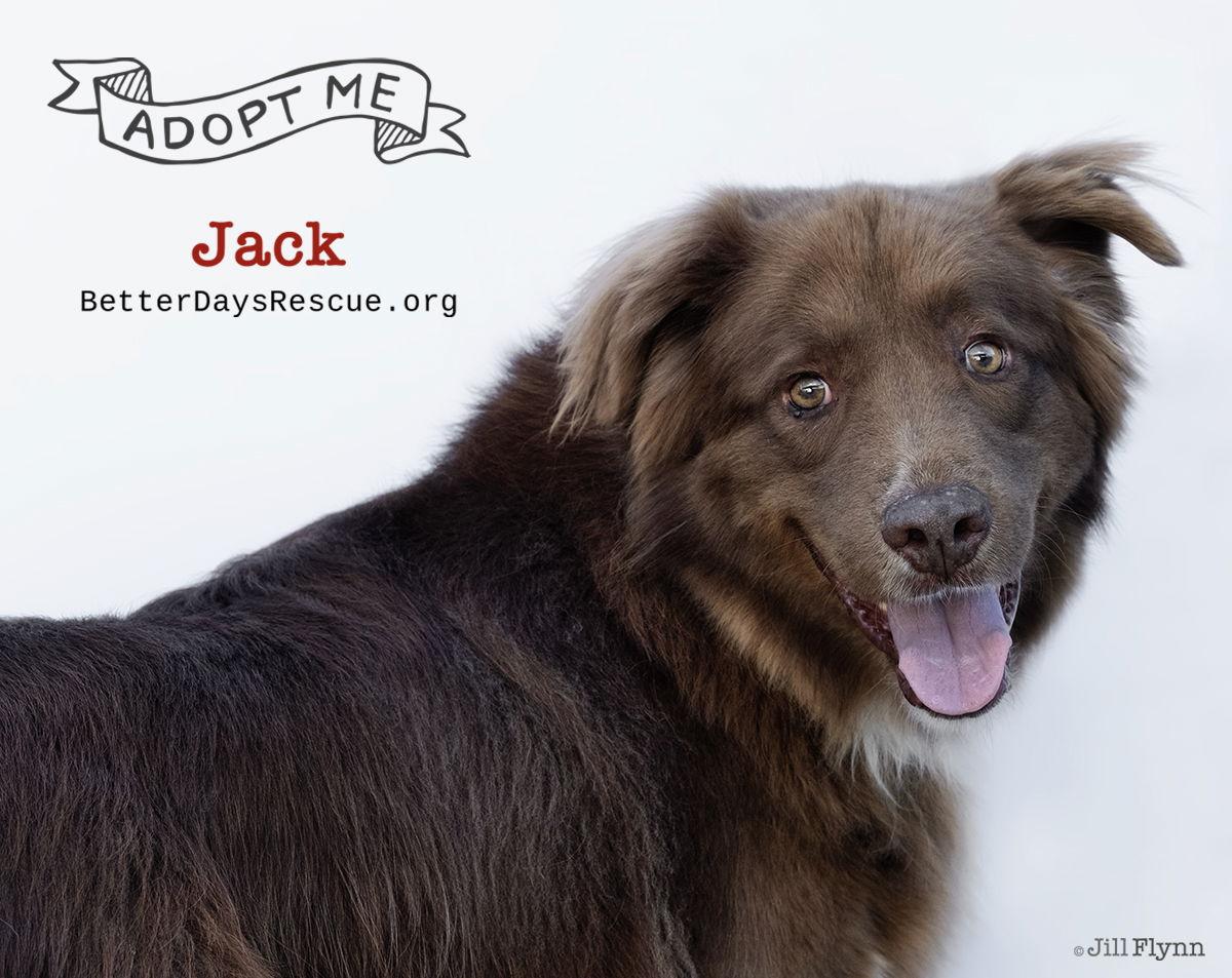 JACK, Adoptable, Adult Male Australian Shepherd.