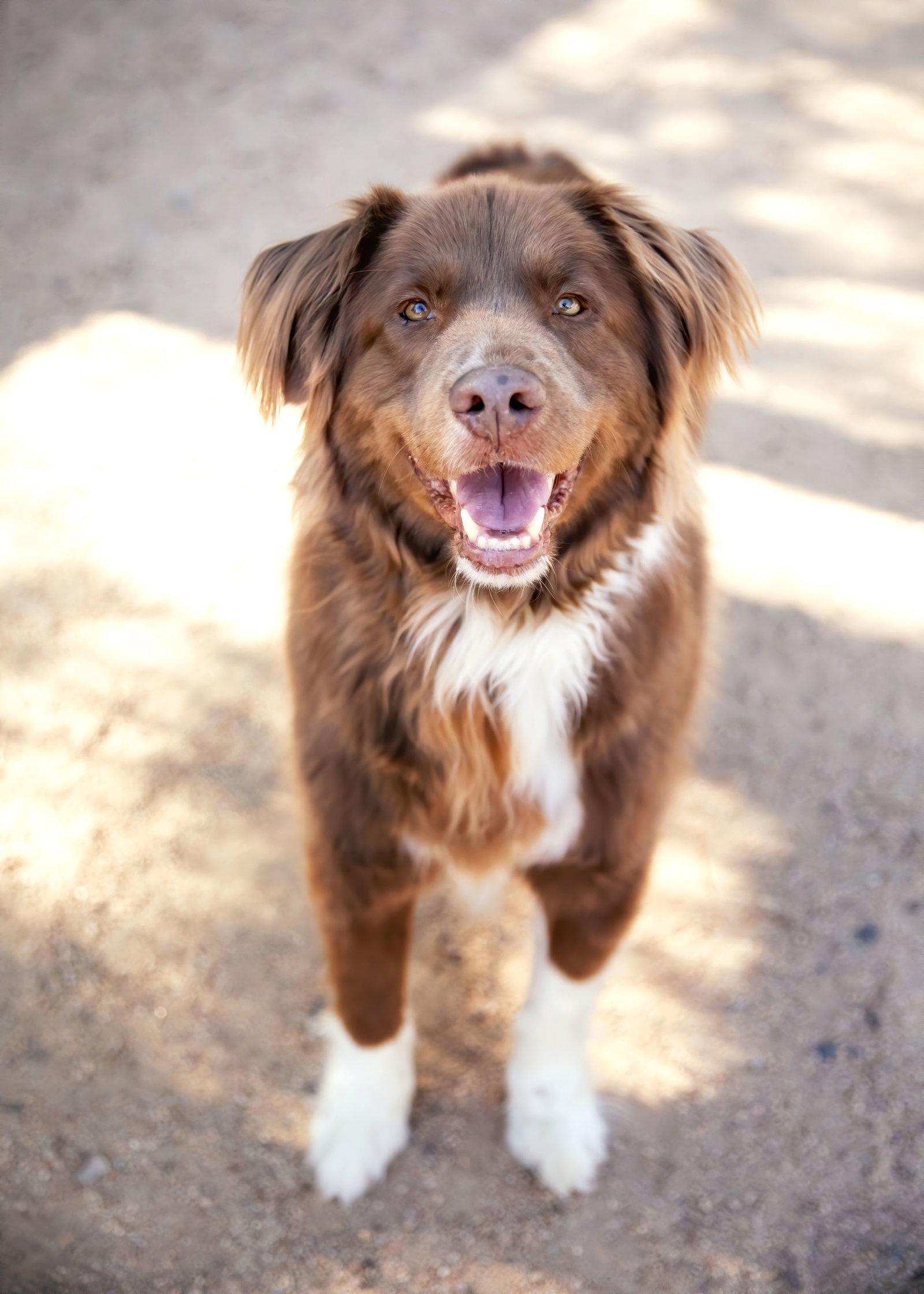 JACK, Adoptable, Adult Male Australian Shepherd.