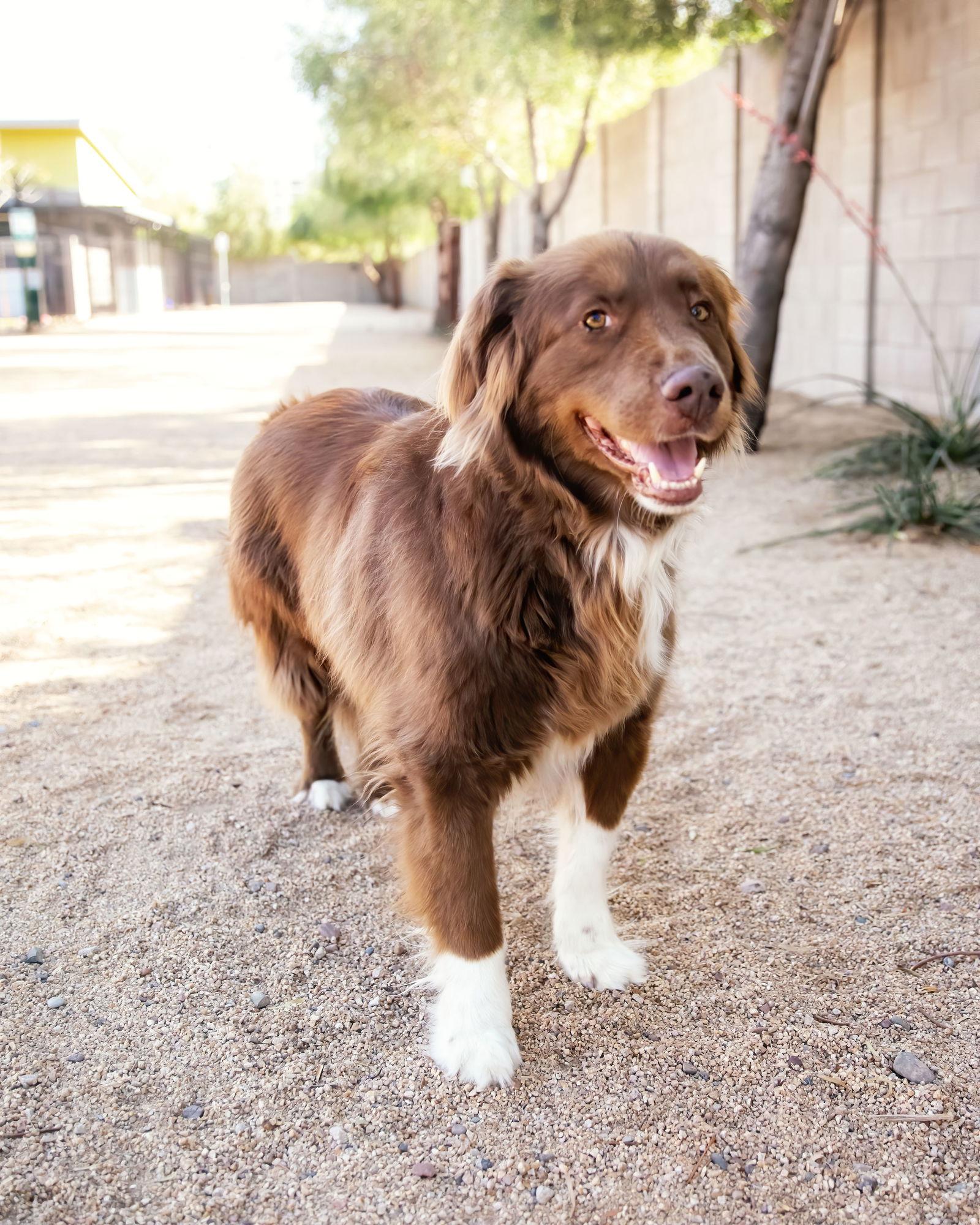 Enlarge JACK, a Adoptable Australian Shepherd in Scottsdale, AZ image 2/3