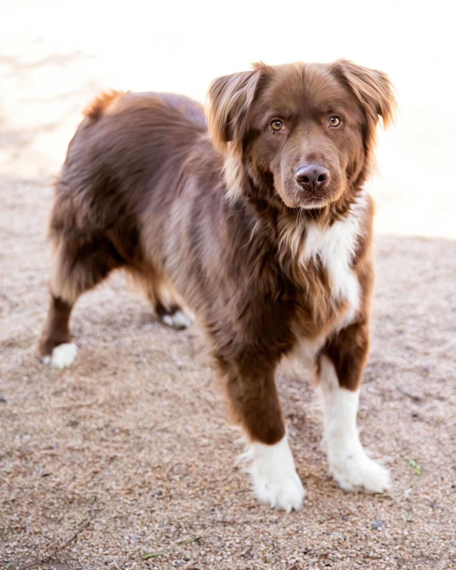 Enlarge JACK, a Adoptable Australian Shepherd in Scottsdale, AZ image 3/3