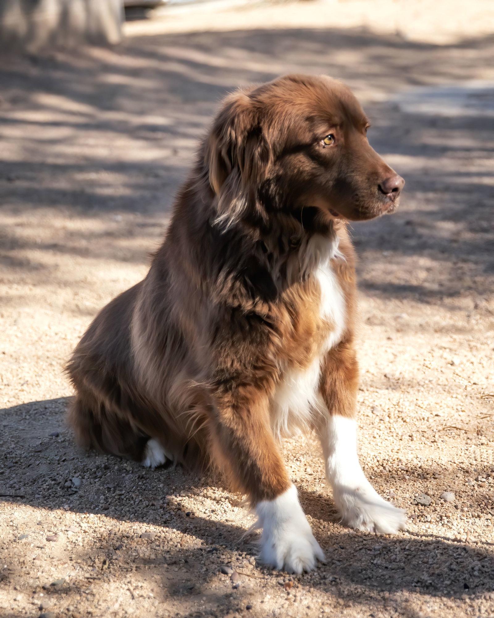 JACK, a Adoptable Australian Shepherd in Scottsdale, AZ image 3/3