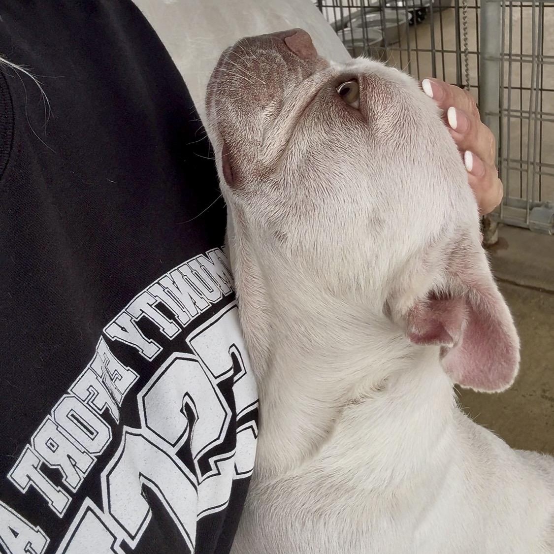 Enlarge Greta, a Adoptable French Bulldog in Littlerock, CA image 2/3