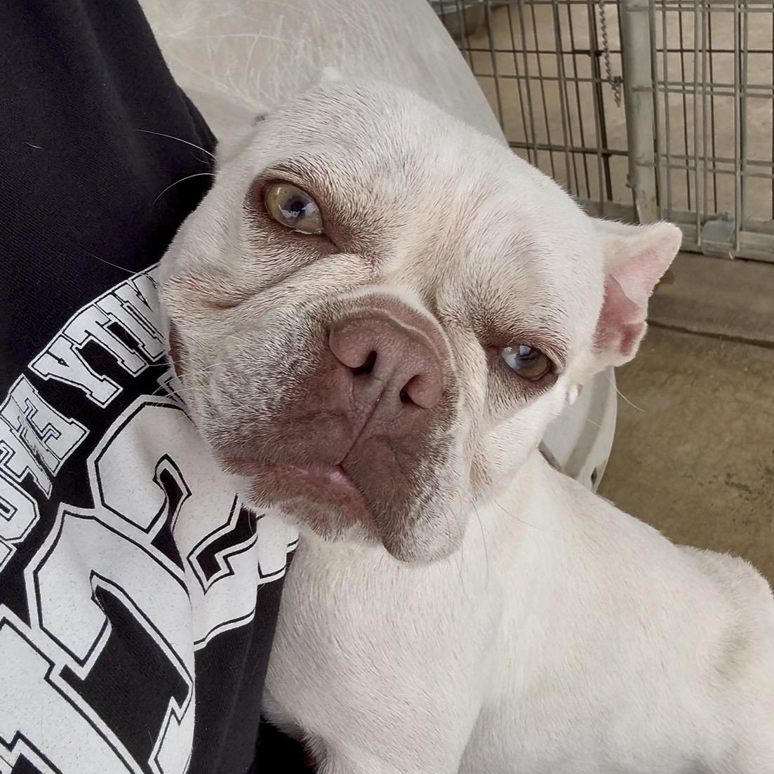 Greta, Adoptable, Young Female French Bulldog.