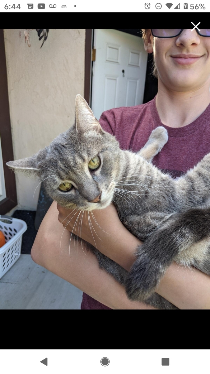 Ollie, a Adoptable Domestic Short Hair in Tustin, CA image 1/4