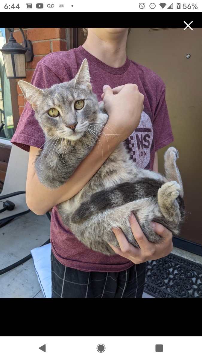 Ollie, a Adoptable Domestic Short Hair in Tustin, CA image 2/4