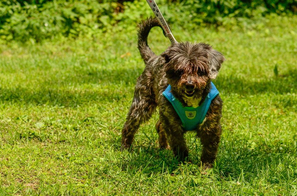 Maximillion, a Adopted Terrier in Brick, NJ image 1/3