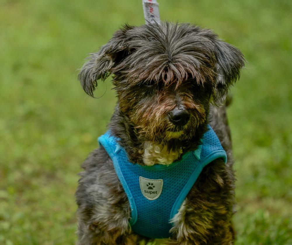 Maximillion, a Adopted Terrier in Brick, NJ image 2/3