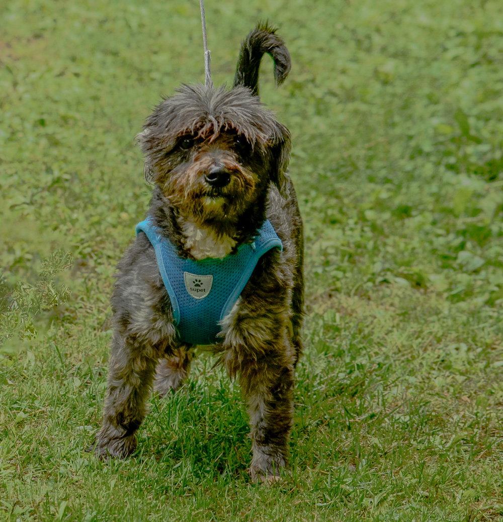 Maximillion, a Adopted Terrier in Brick, NJ image 3/3