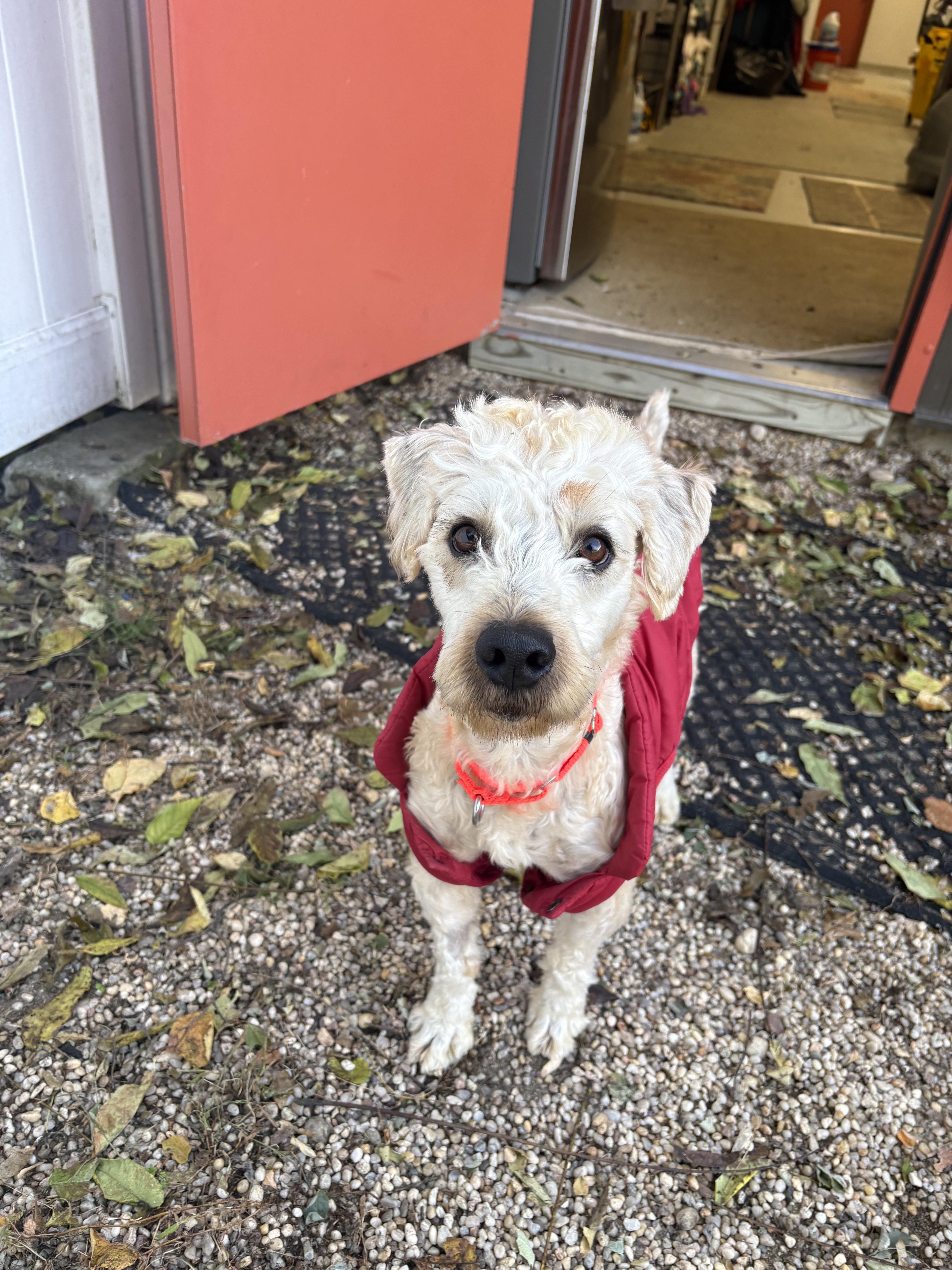Enlarge Oak, a Adoptable mixed breed in AQUEBOGUE, NY image 3/3