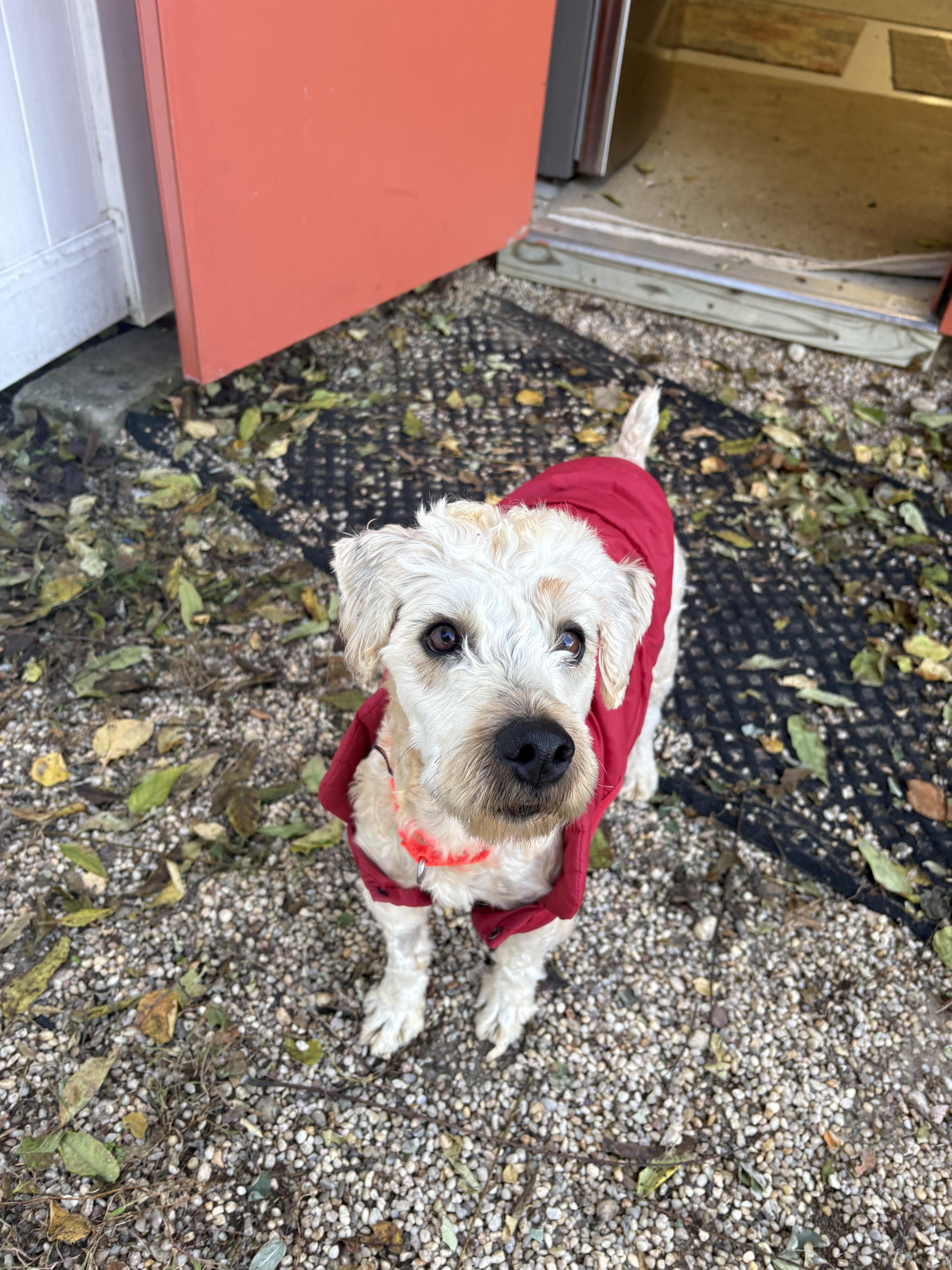 Oak, Adoptable, Adult Male Wheaten Terrier.