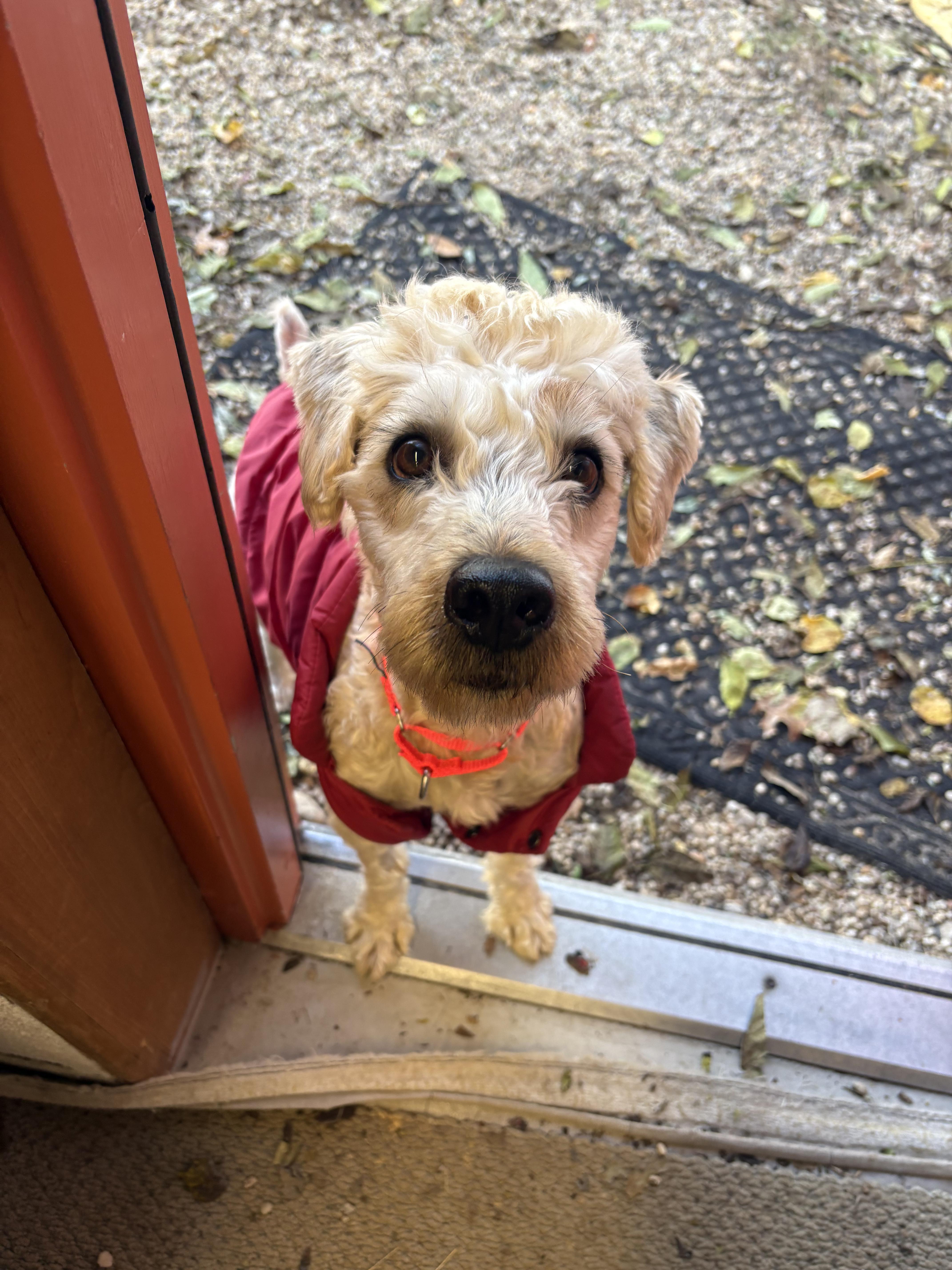 Enlarge Oak, a Adoptable mixed breed in AQUEBOGUE, NY image 2/3