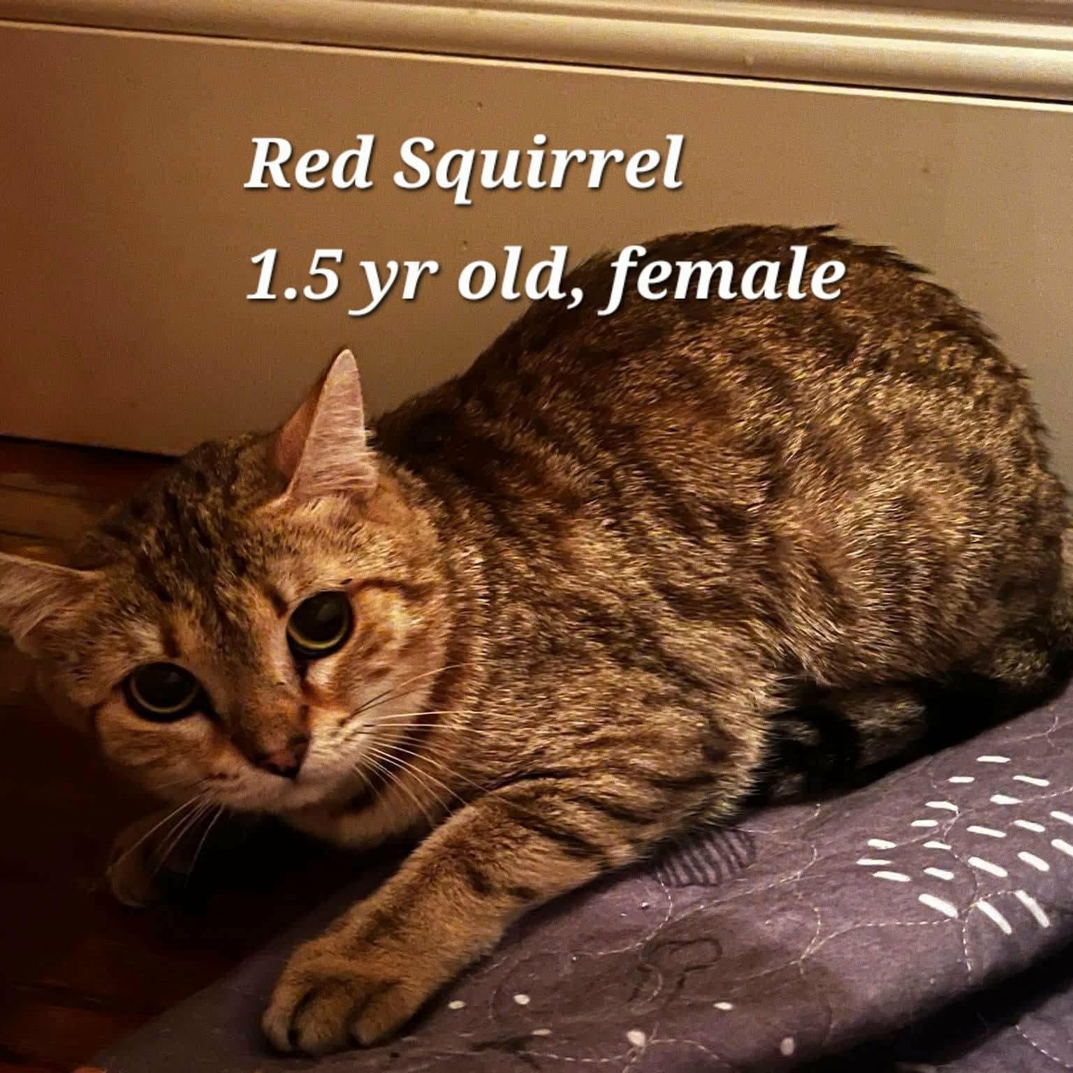 Enlarge Burty, Edi and Red Squirrel, a Adoptable Bengal in St Thomas, ON image 3/3