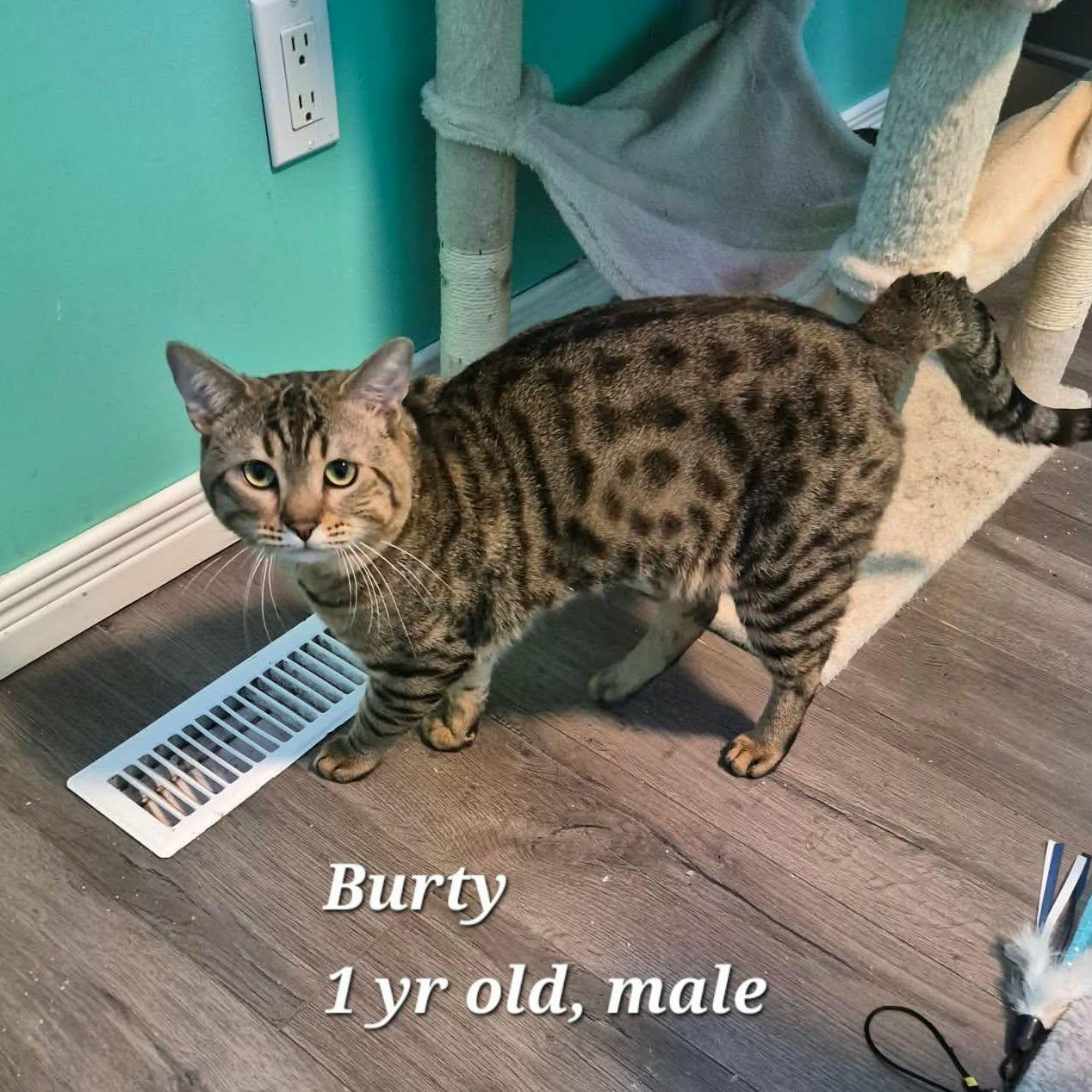 Enlarge Burty, Edi and Red Squirrel, a Adoptable Bengal in St Thomas, ON image 1/3