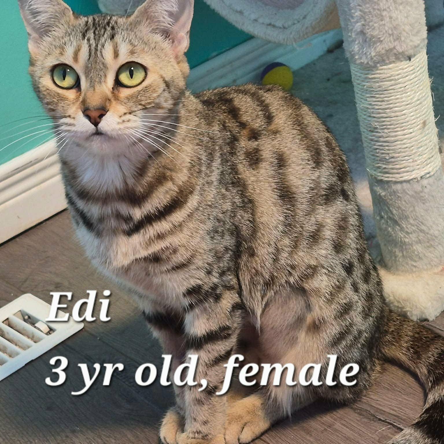 Enlarge Burty, Edi and Red Squirrel, a Adoptable Bengal in St Thomas, ON image 2/3