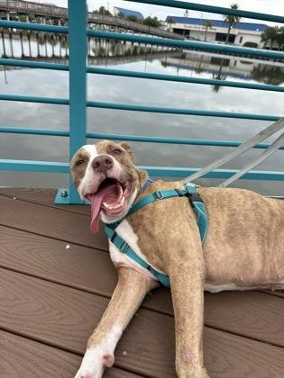 Blackjack - 1, a Adoptable mixed breed in Daytona Beach, FL image 2/3