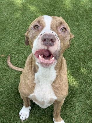 Blackjack - 1, a Adoptable mixed breed in Daytona Beach, FL image 3/3