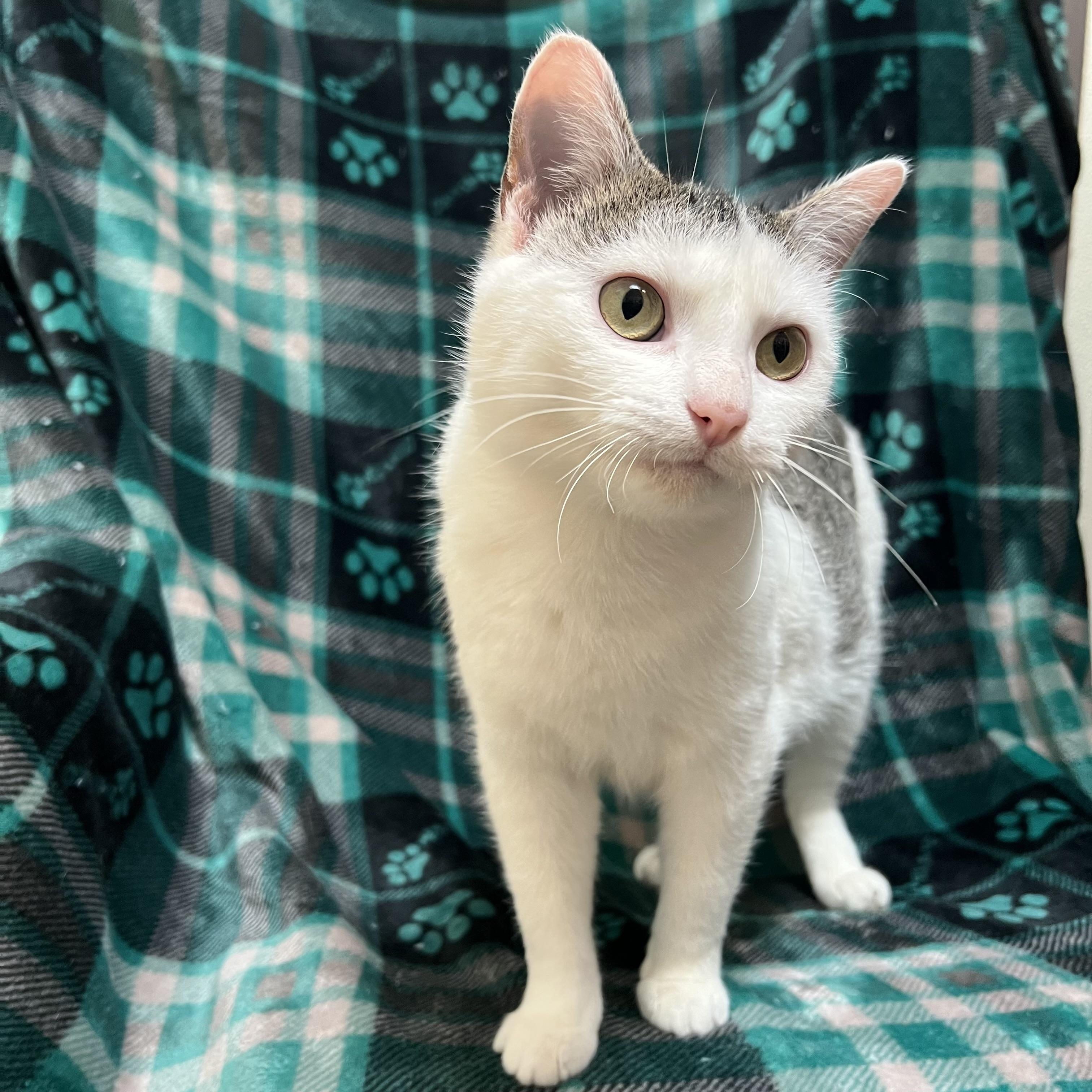 Enlarge Melody, a ADOPTABLE Domestic Short Hair in Fairmont, MN image 5/6