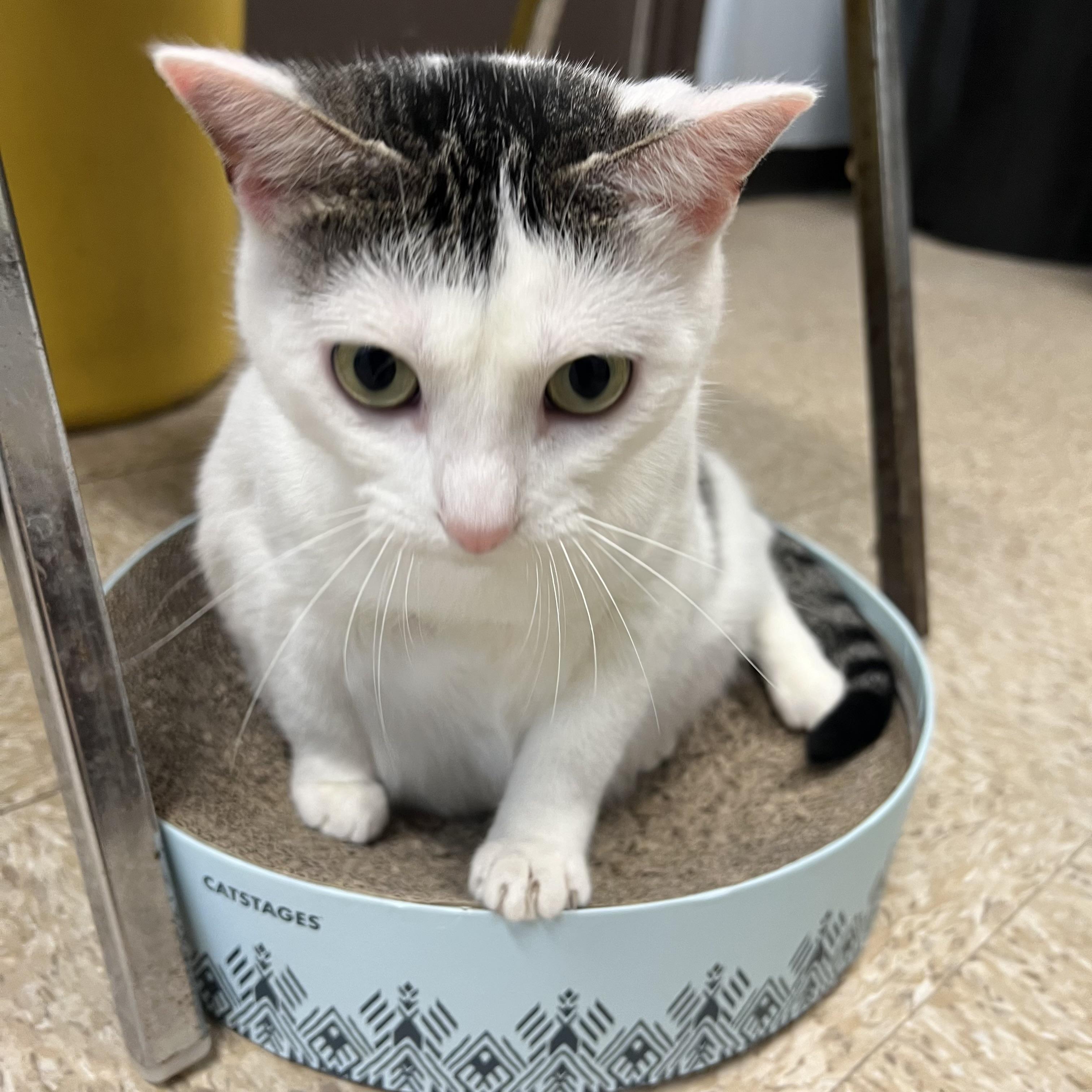Enlarge Melody - NO FEE (Sponsored by Bowlmor Lanes Fairmont), a ADOPTABLE Domestic Short Hair in Fairmont, MN image 2/6