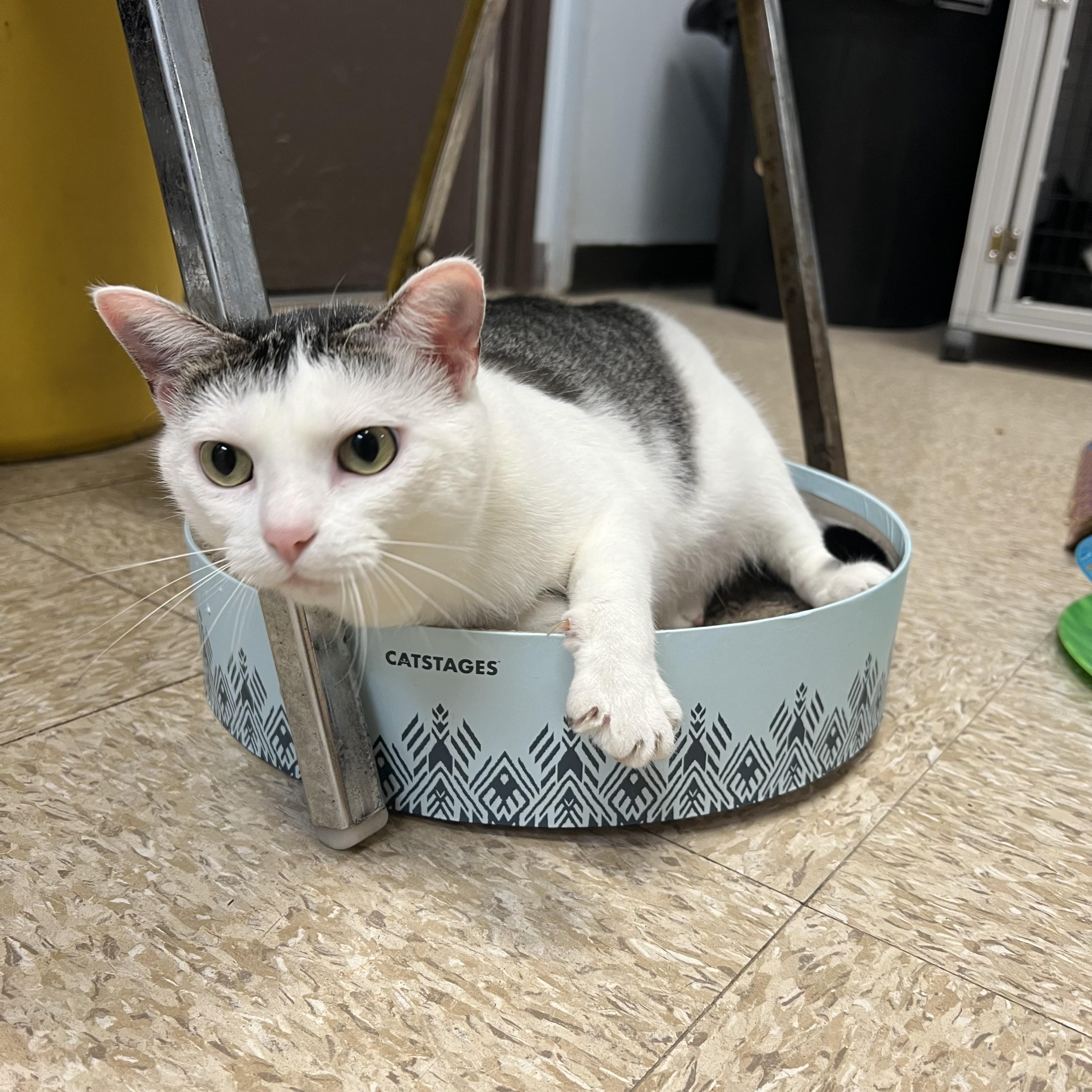 Enlarge Melody - NO FEE (Sponsored by Bowlmor Lanes Fairmont), a ADOPTABLE Domestic Short Hair in Fairmont, MN image 3/6