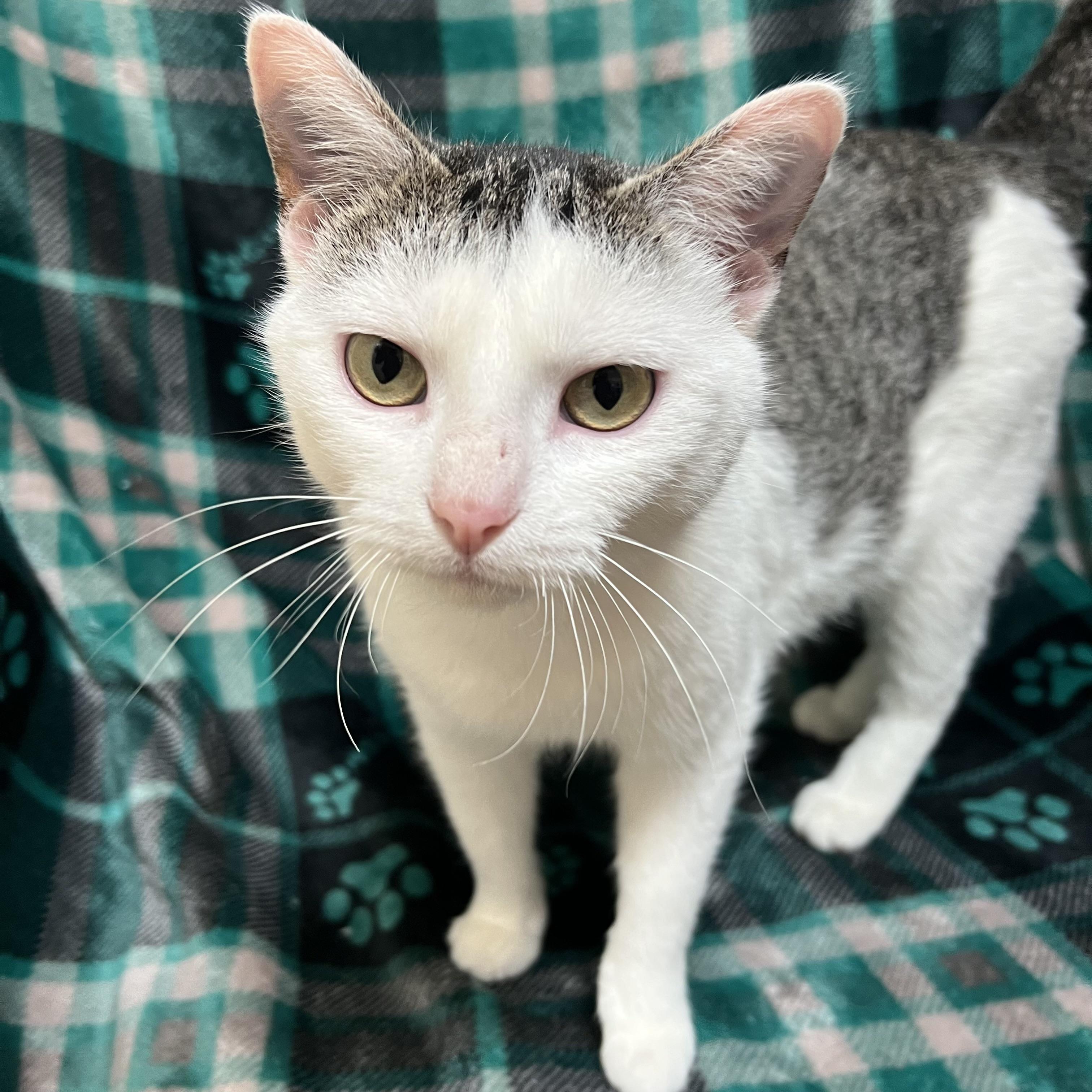 Enlarge Melody, a ADOPTABLE Domestic Short Hair in Fairmont, MN image 6/6