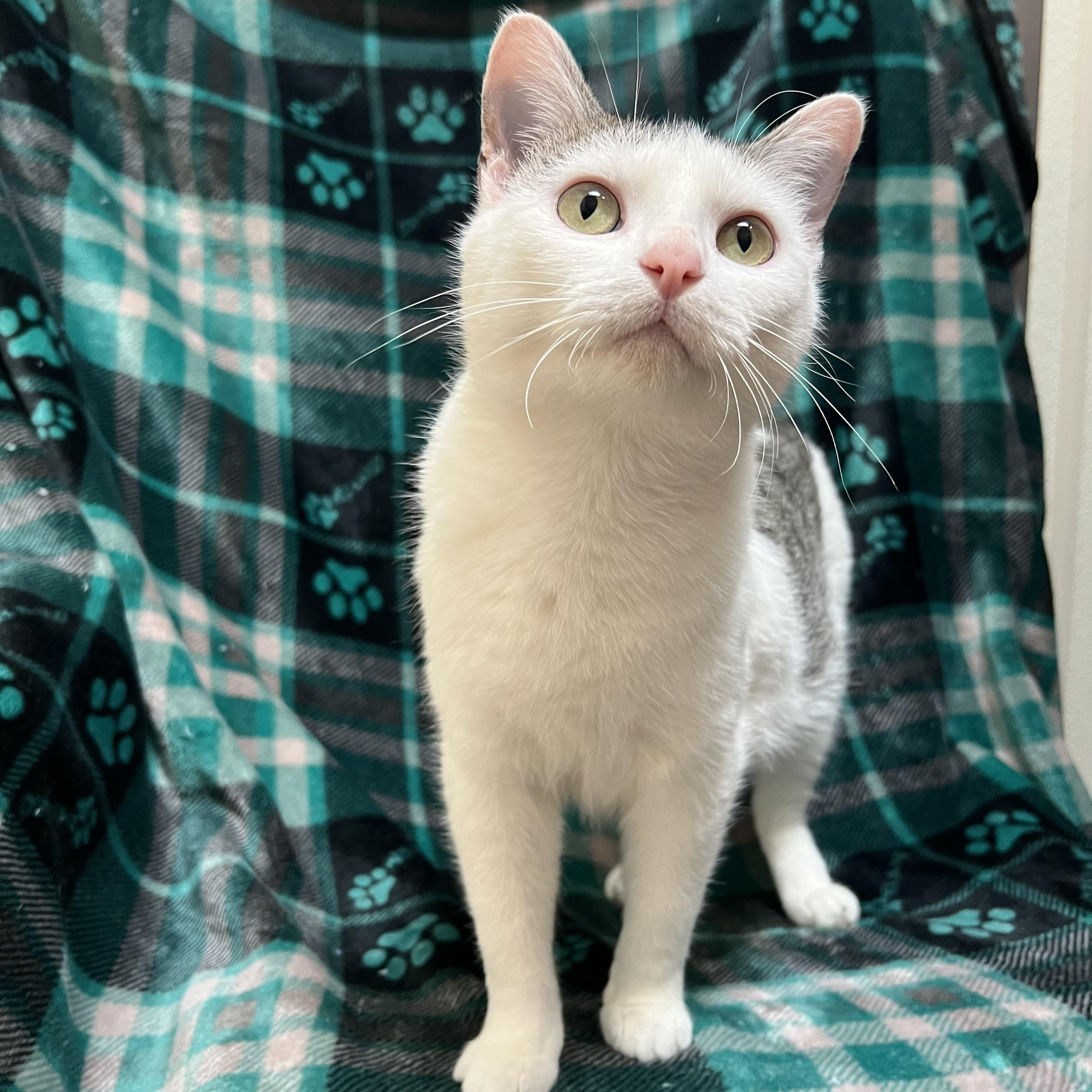 Enlarge Melody, a ADOPTABLE Domestic Short Hair in Fairmont, MN image 2/6