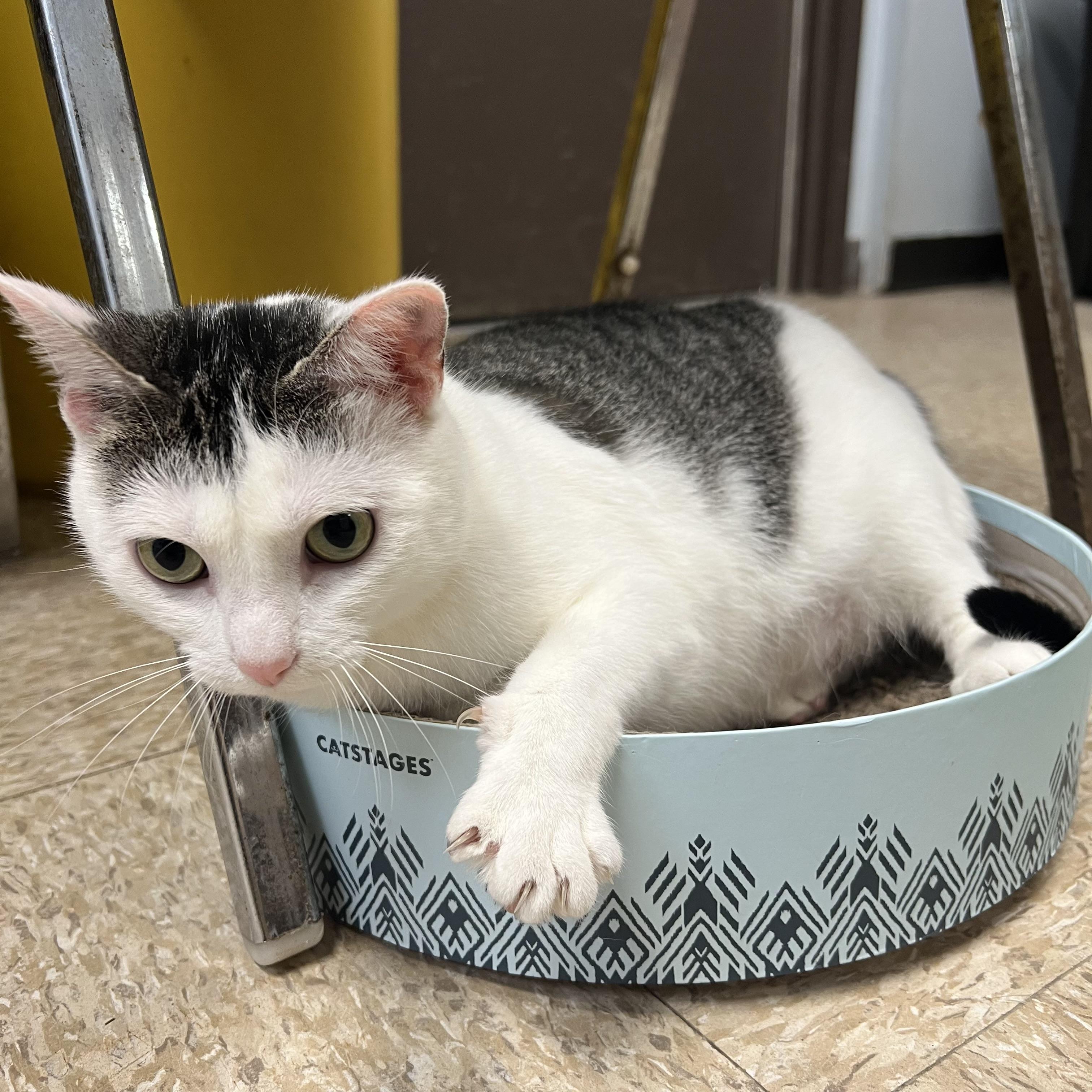 Enlarge Melody - NO FEE (Sponsored by Bowlmor Lanes Fairmont), a ADOPTABLE Domestic Short Hair in Fairmont, MN image 4/6