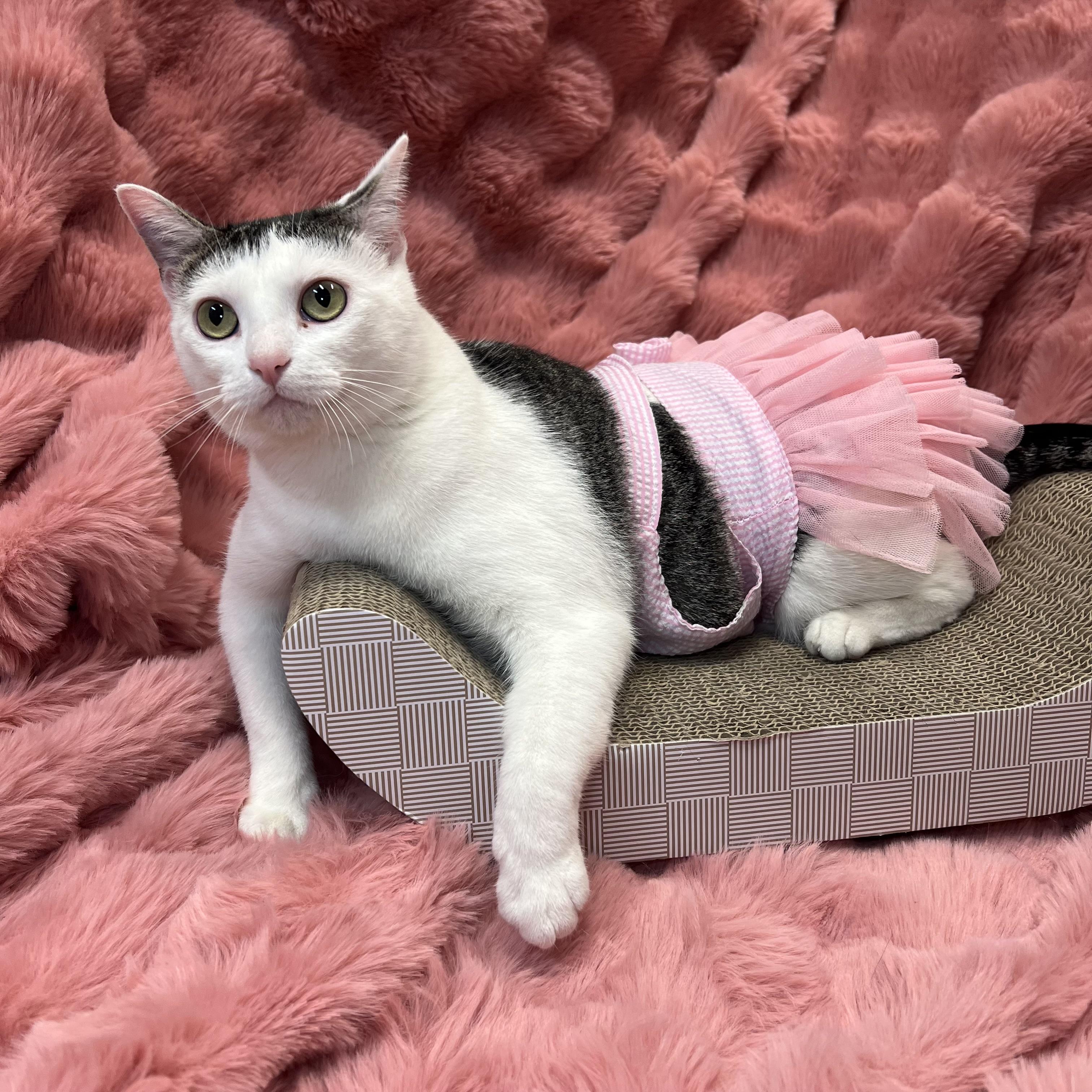 Melody - NO FEE (Sponsored by Bowlmor Lanes Fairmont), ADOPTABLE, Young Female Domestic Short Hair.