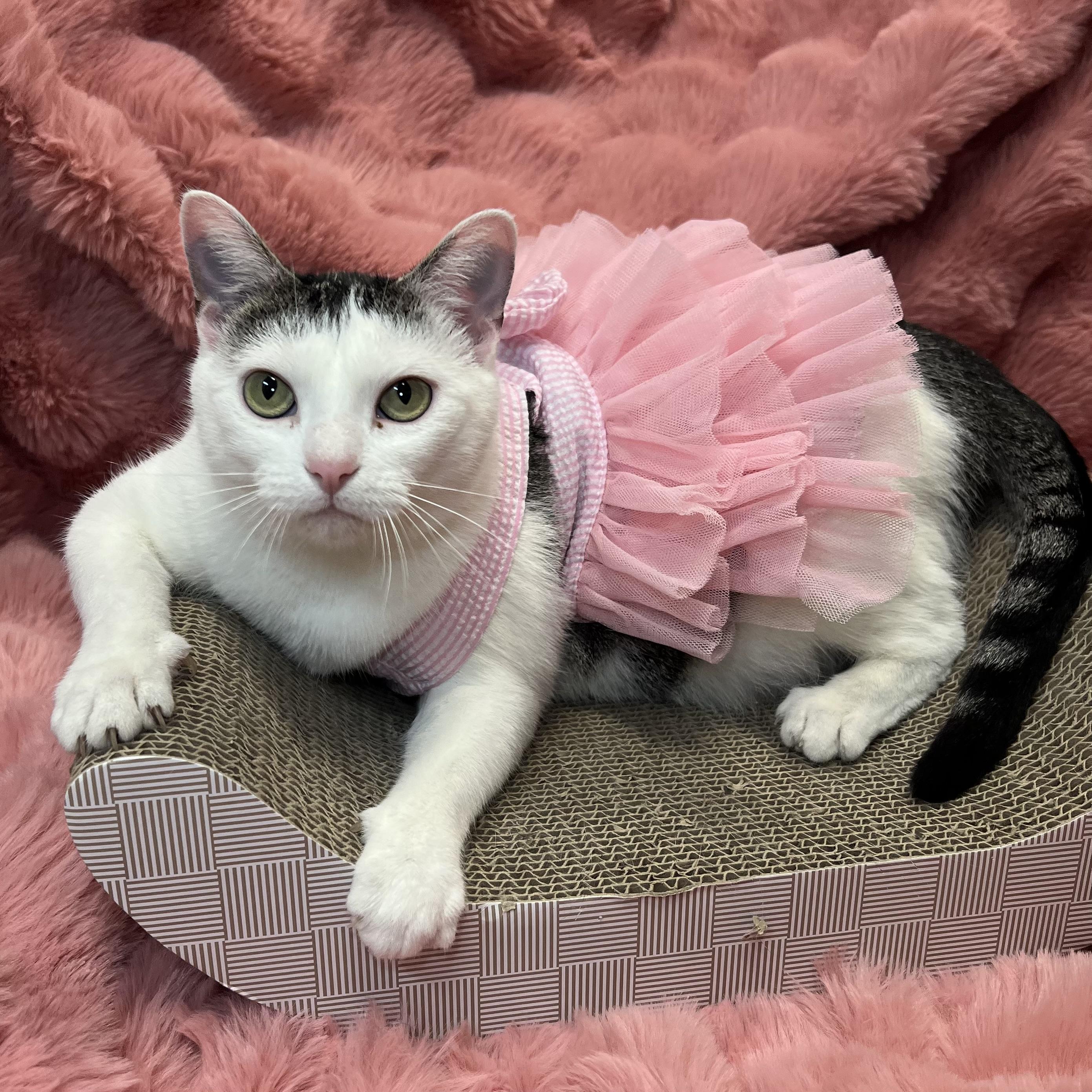 Melody - NO FEE (Sponsored by Bowlmor Lanes Fairmont), a ADOPTABLE Domestic Short Hair in Fairmont, MN image 4/6