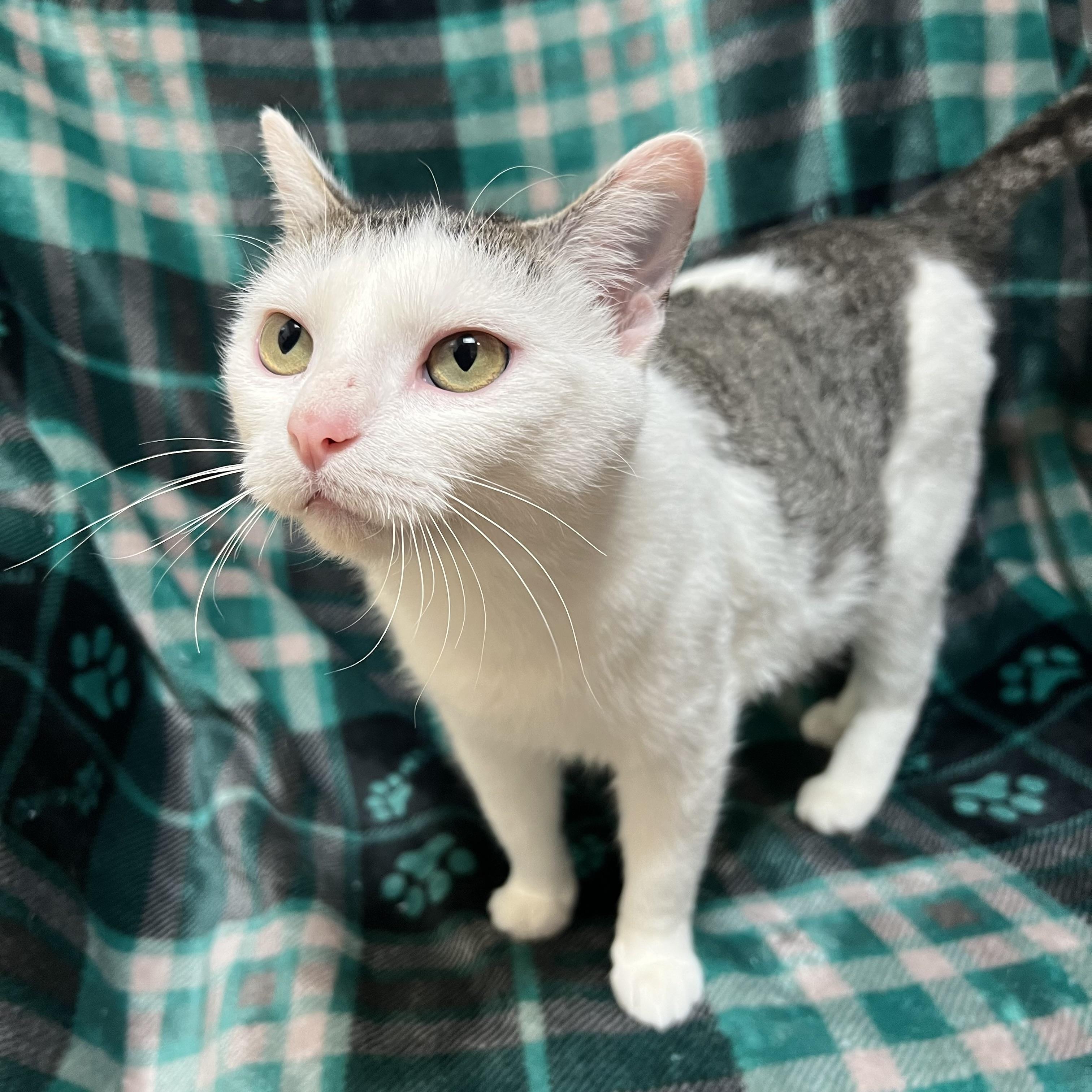 Enlarge Melody, a ADOPTABLE Domestic Short Hair in Fairmont, MN image 3/6