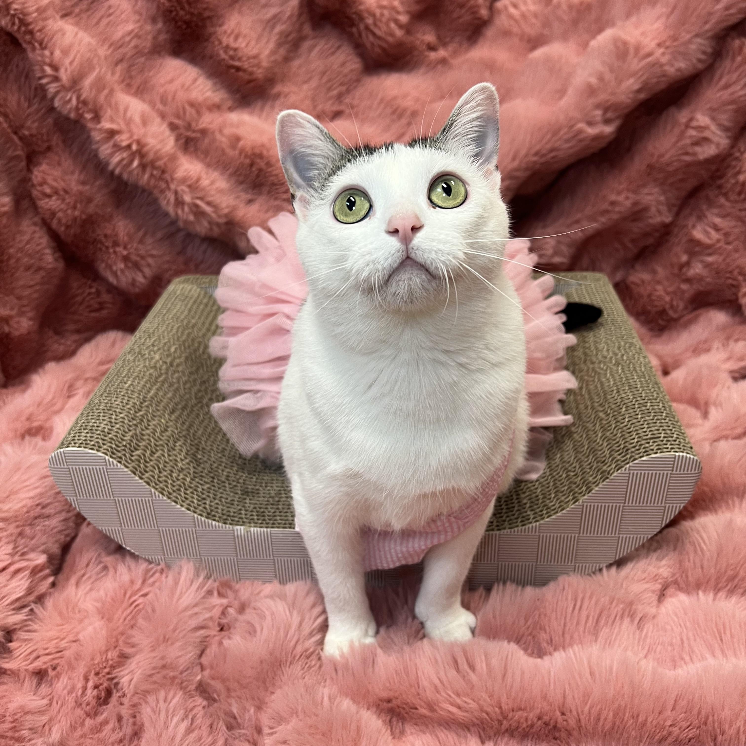 Melody - NO FEE (Sponsored by Bowlmor Lanes Fairmont), a ADOPTABLE Domestic Short Hair in Fairmont, MN image 3/6