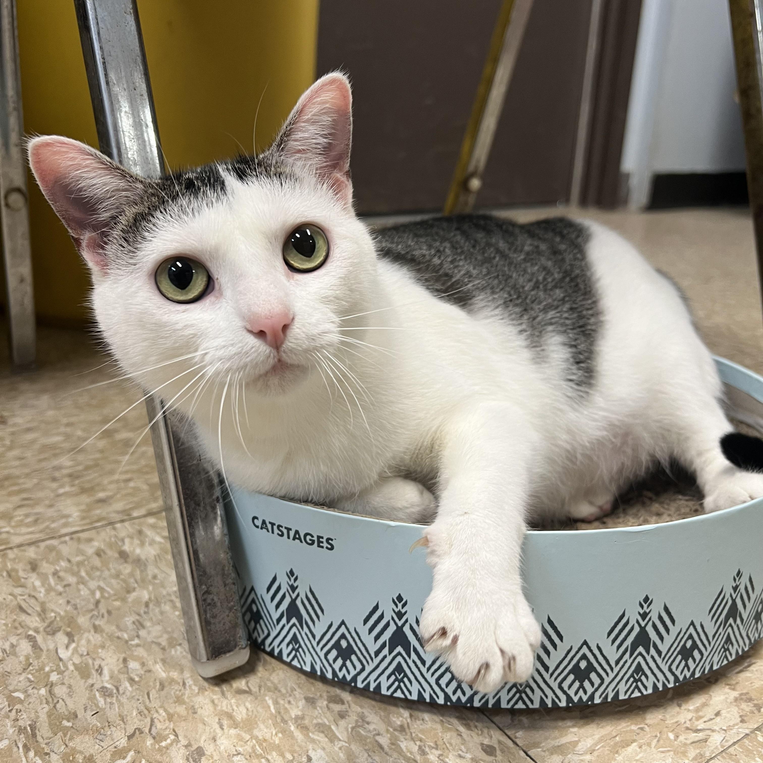 Enlarge Melody - NO FEE (Sponsored by Bowlmor Lanes Fairmont), a ADOPTABLE Domestic Short Hair in Fairmont, MN image 1/6