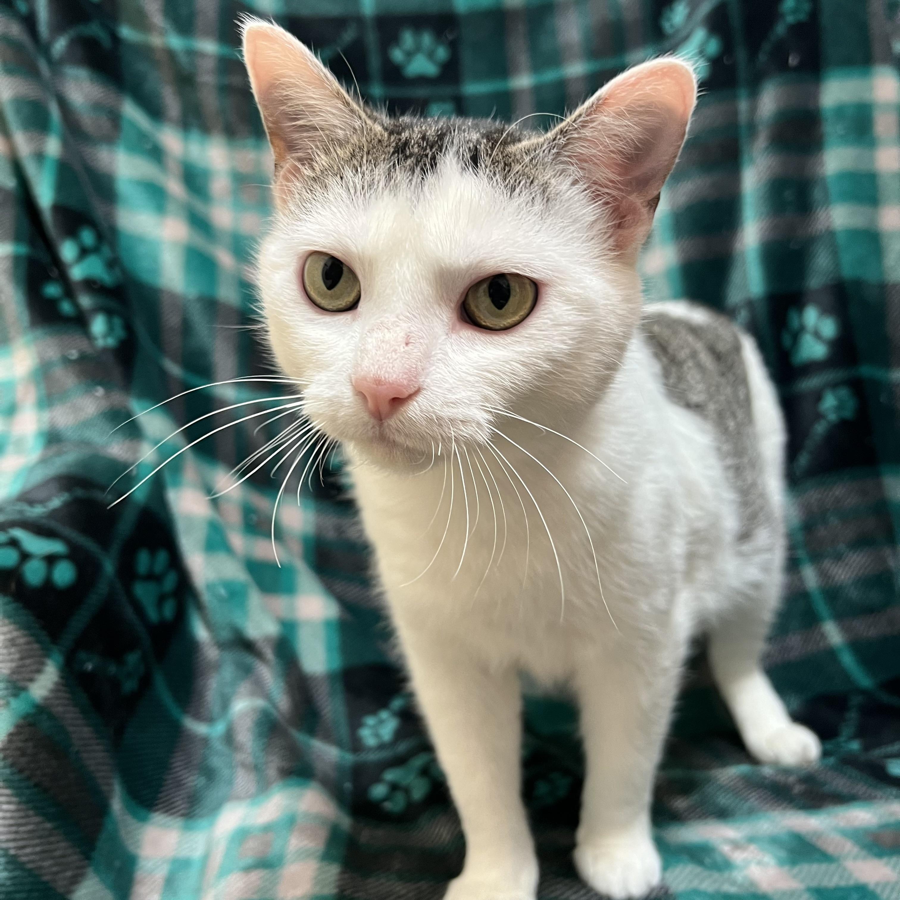 Enlarge Melody, a ADOPTABLE Domestic Short Hair in Fairmont, MN image 4/6