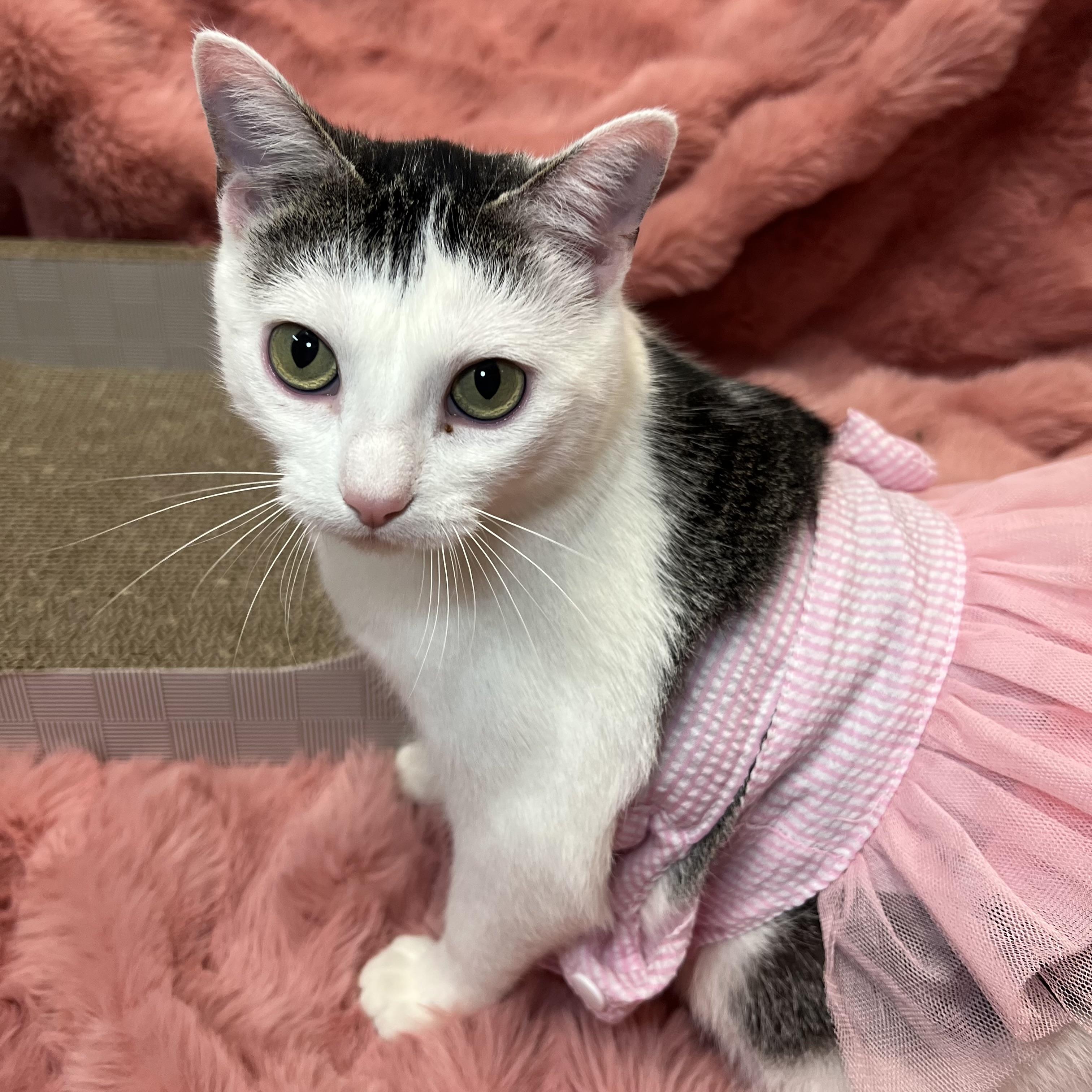 Melody - NO FEE (Sponsored by Bowlmor Lanes Fairmont), a ADOPTABLE Domestic Short Hair in Fairmont, MN image 5/6