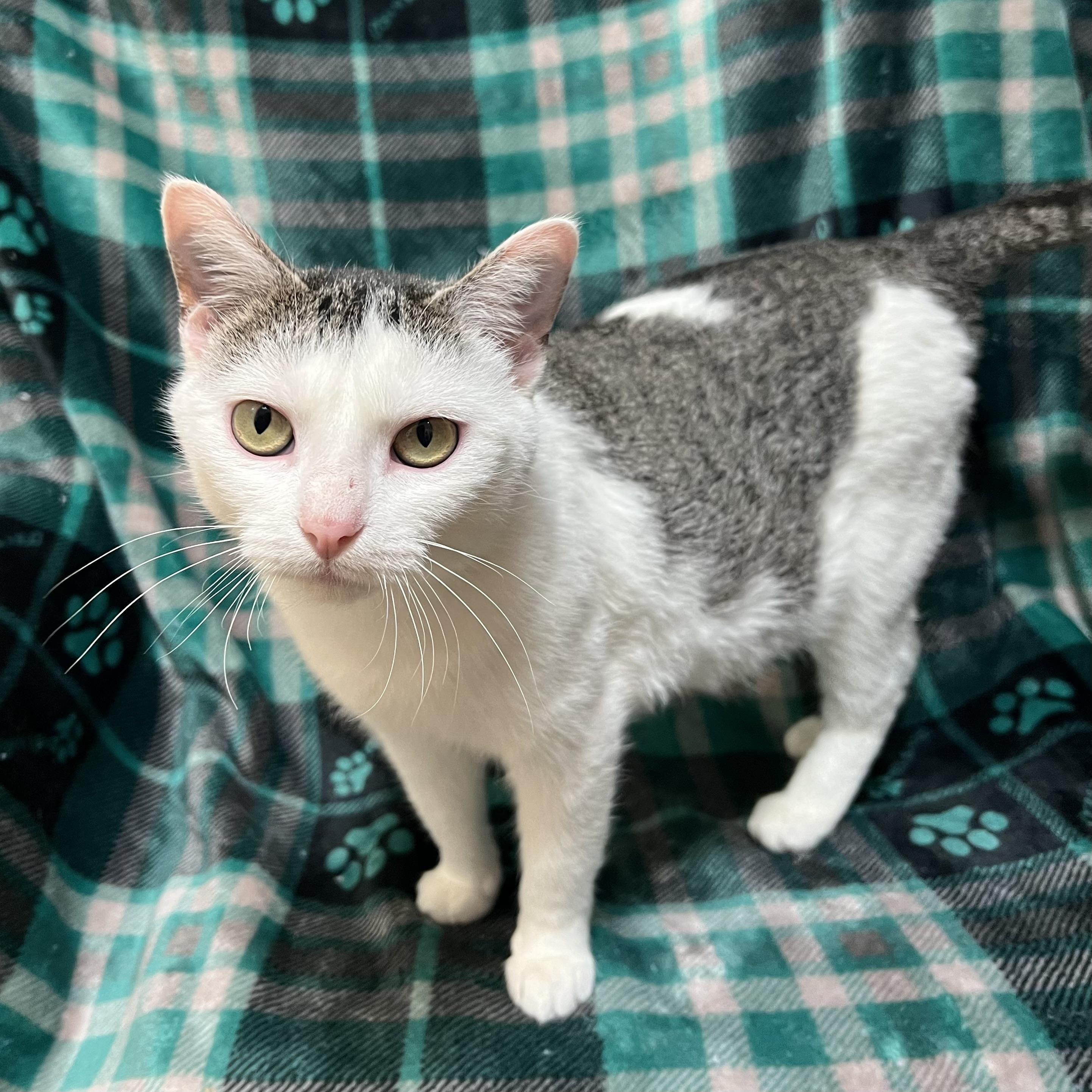 Melody, ADOPTABLE, Adult Female Domestic Short Hair.