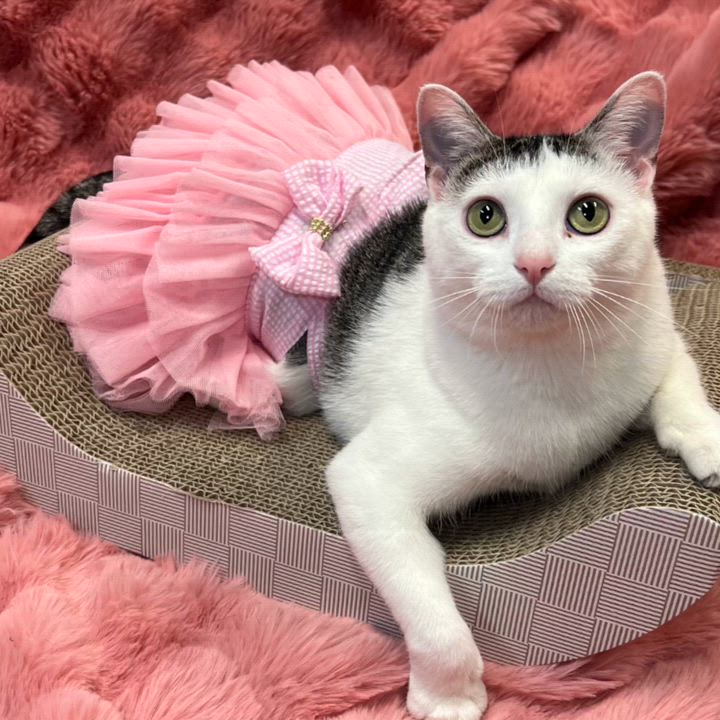 Enlarge Melody - NO FEE (Sponsored by Bowlmor Lanes Fairmont), a ADOPTABLE Domestic Short Hair in Fairmont, MN video 2/6
