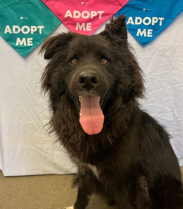 Enlarge Tamizar, a Adoptable mixed breed in Fort Collins, CO image 2/6